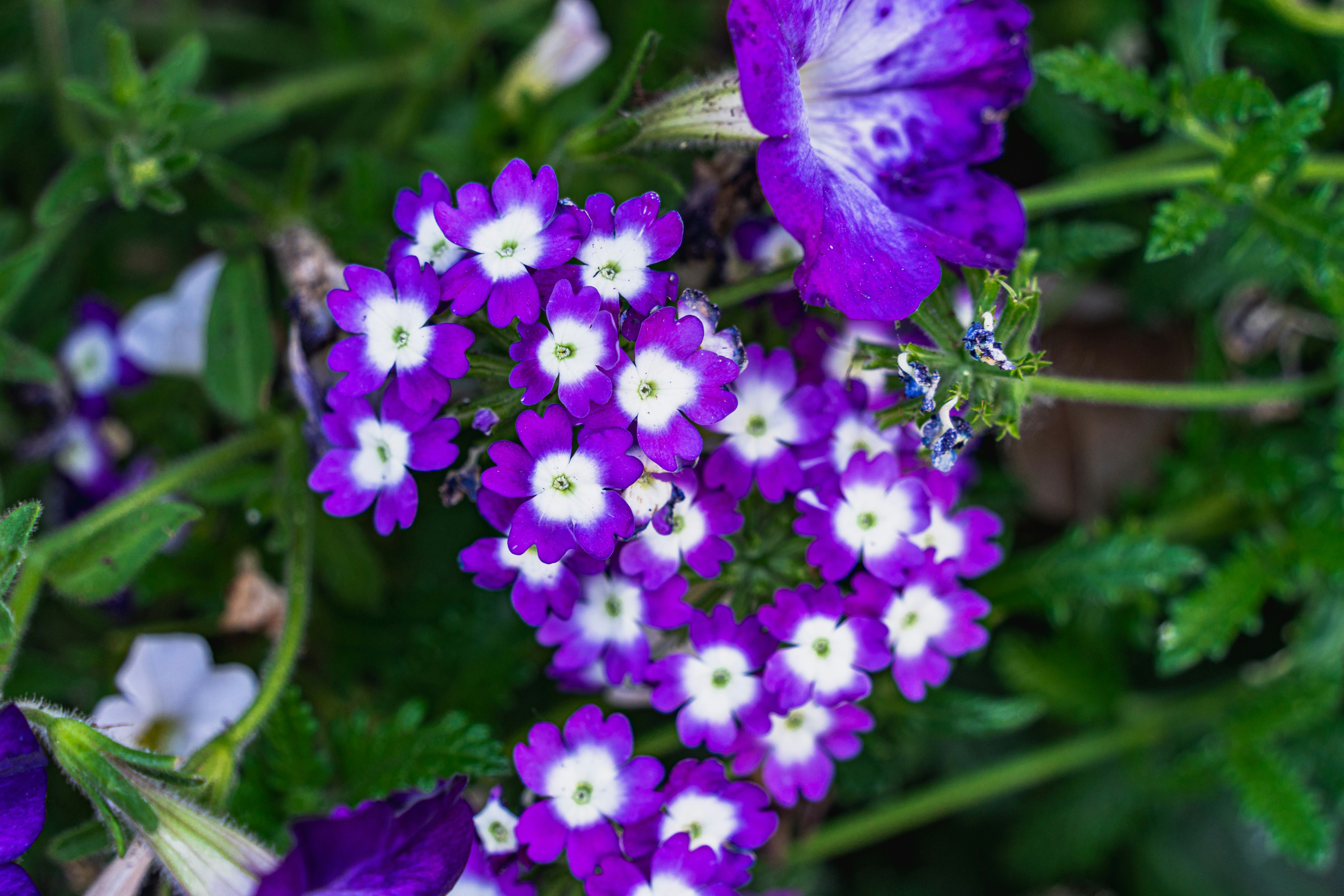 un ramo de flores moradas y blancas con hojas verdes