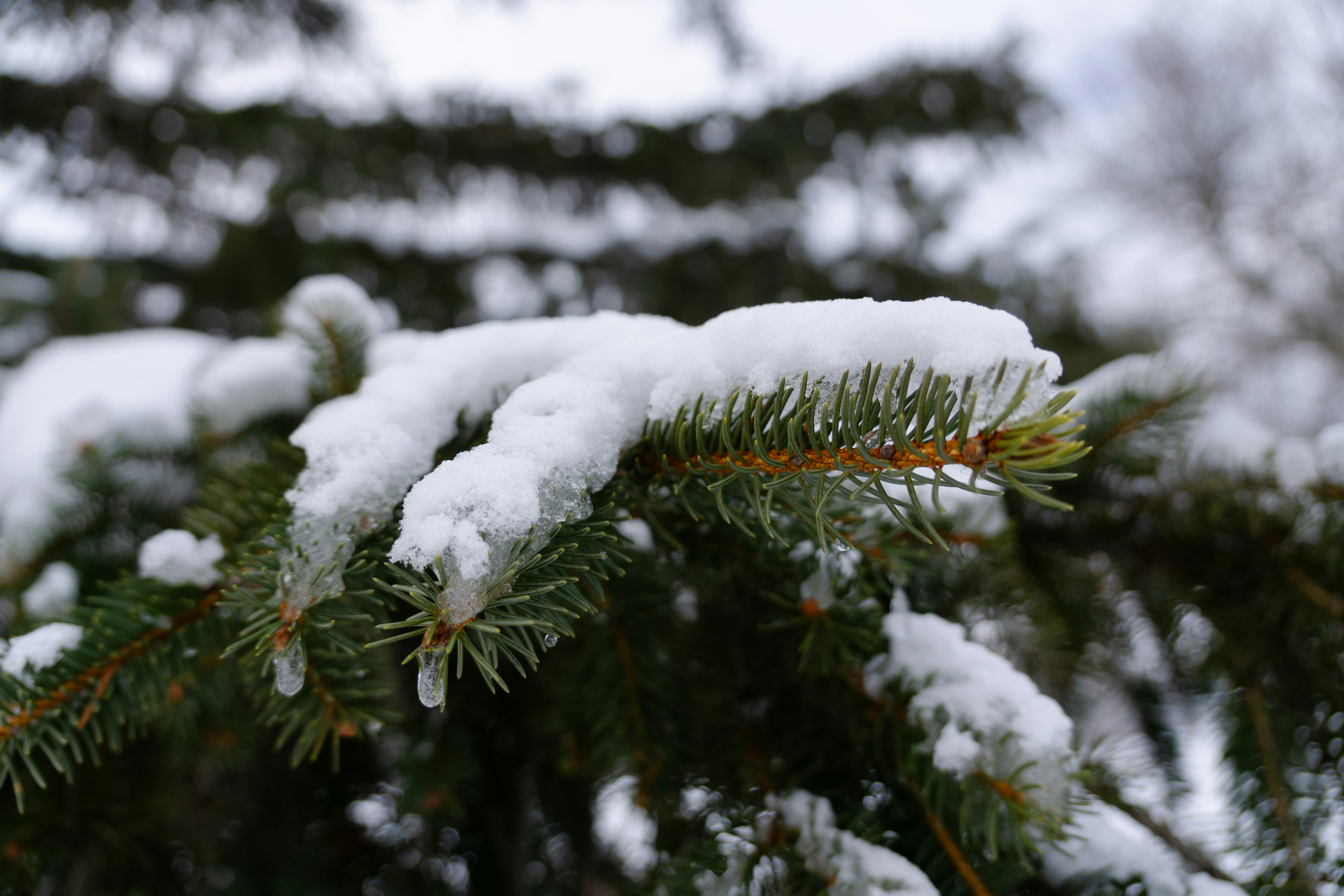 Photo by computergeek347