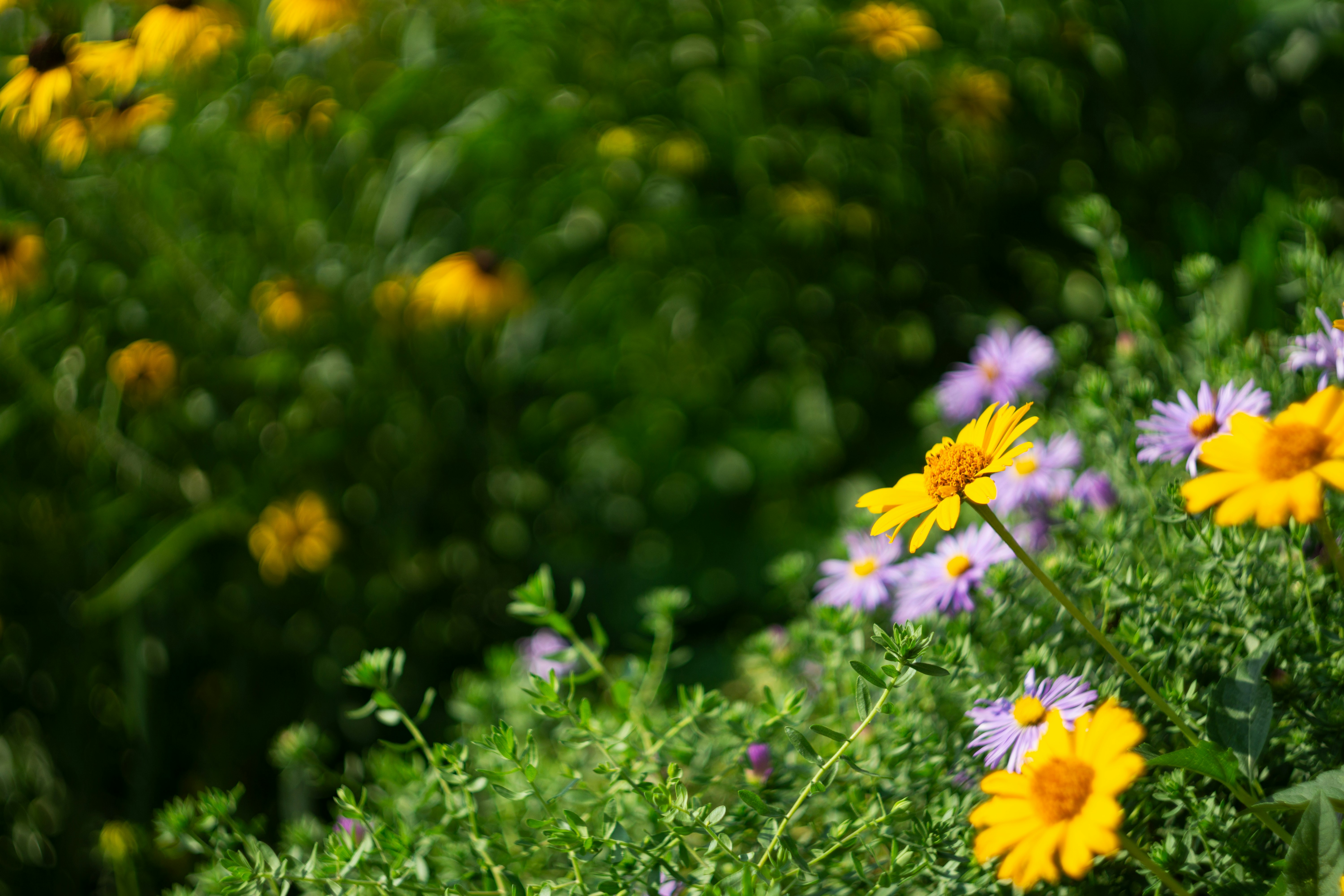 Photo by computergeek347