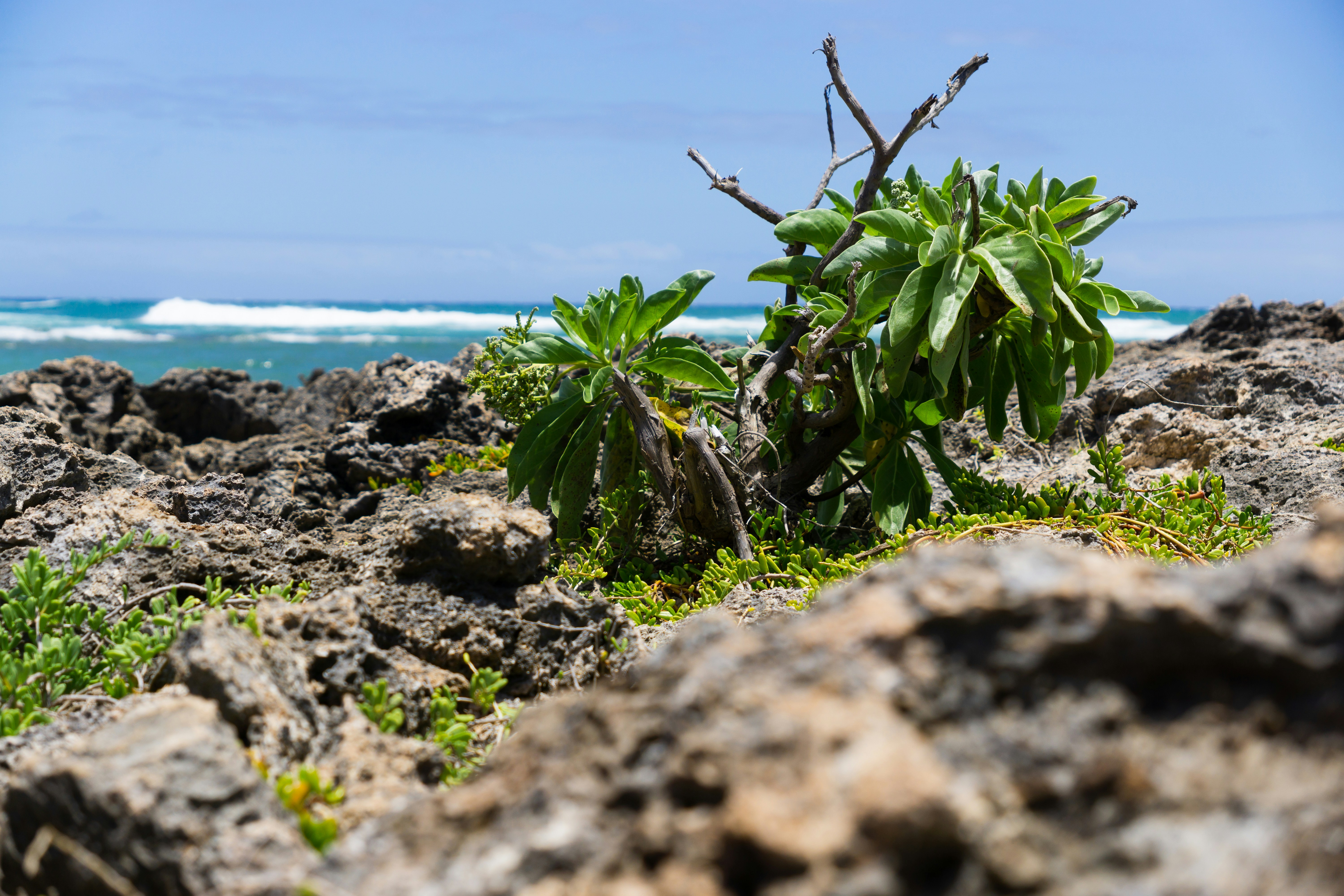a plant growing out of the rocks by the ocean