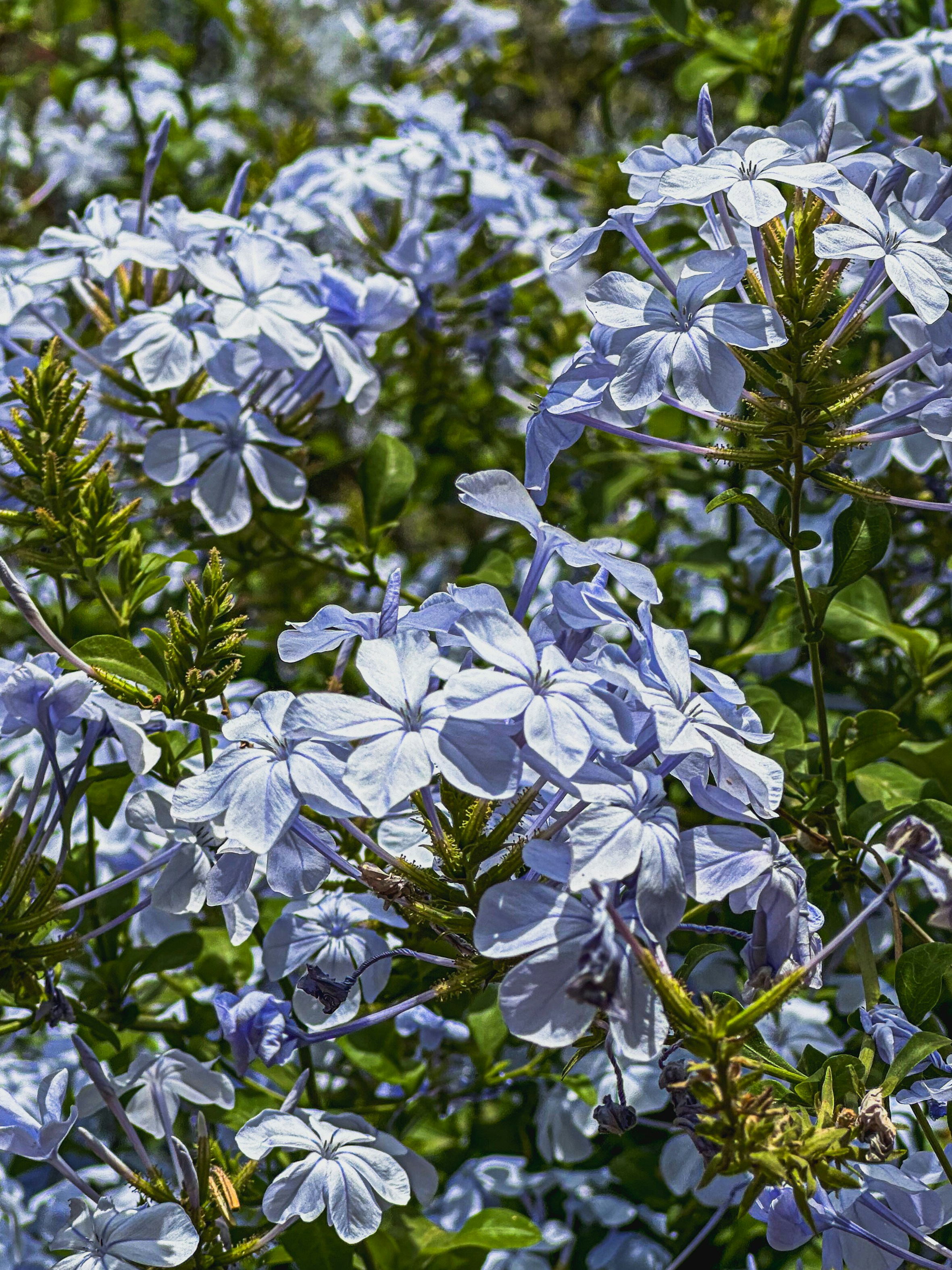 un ramo de flores azules que están en la hierba