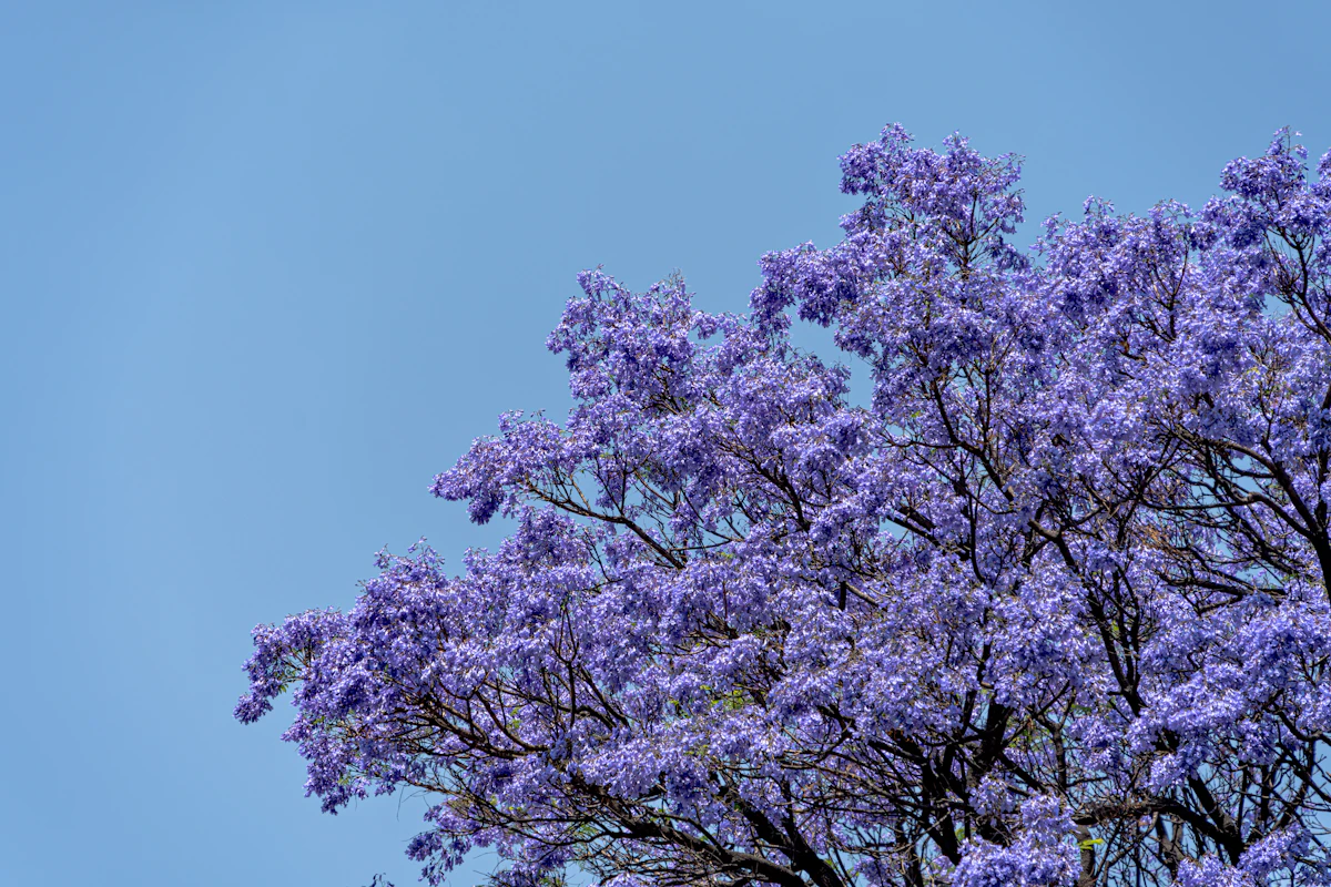 Jacaranda Blue Purple Flowers Bengaluru India Spring — PlantCare