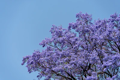 Jacaranda Blue Purple Flowers Bengaluru India Spring — PlantCare