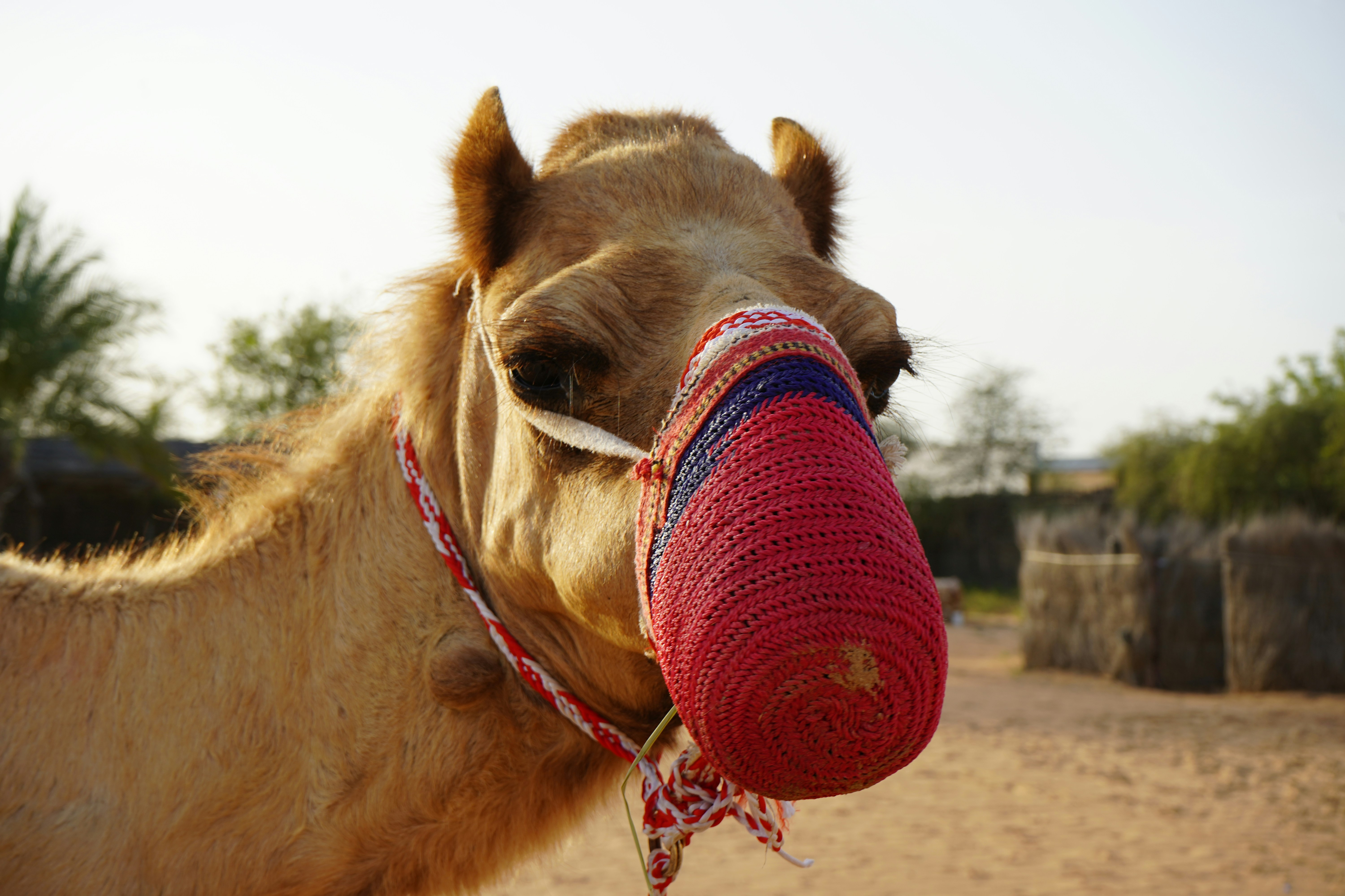 a close up of a camel with a red object in its mouth