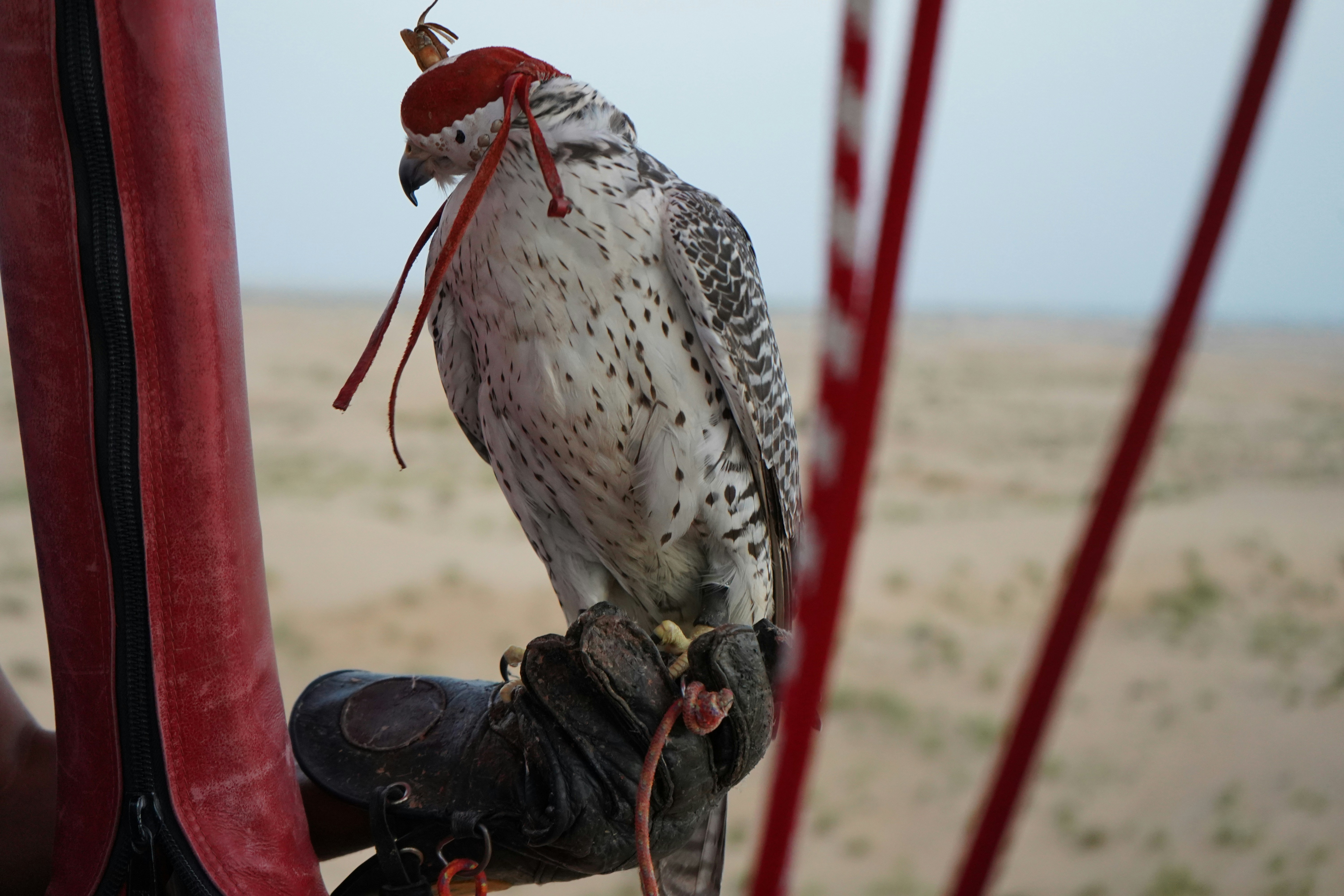 How to Teach a Bird to Spin and Complete Training Guide