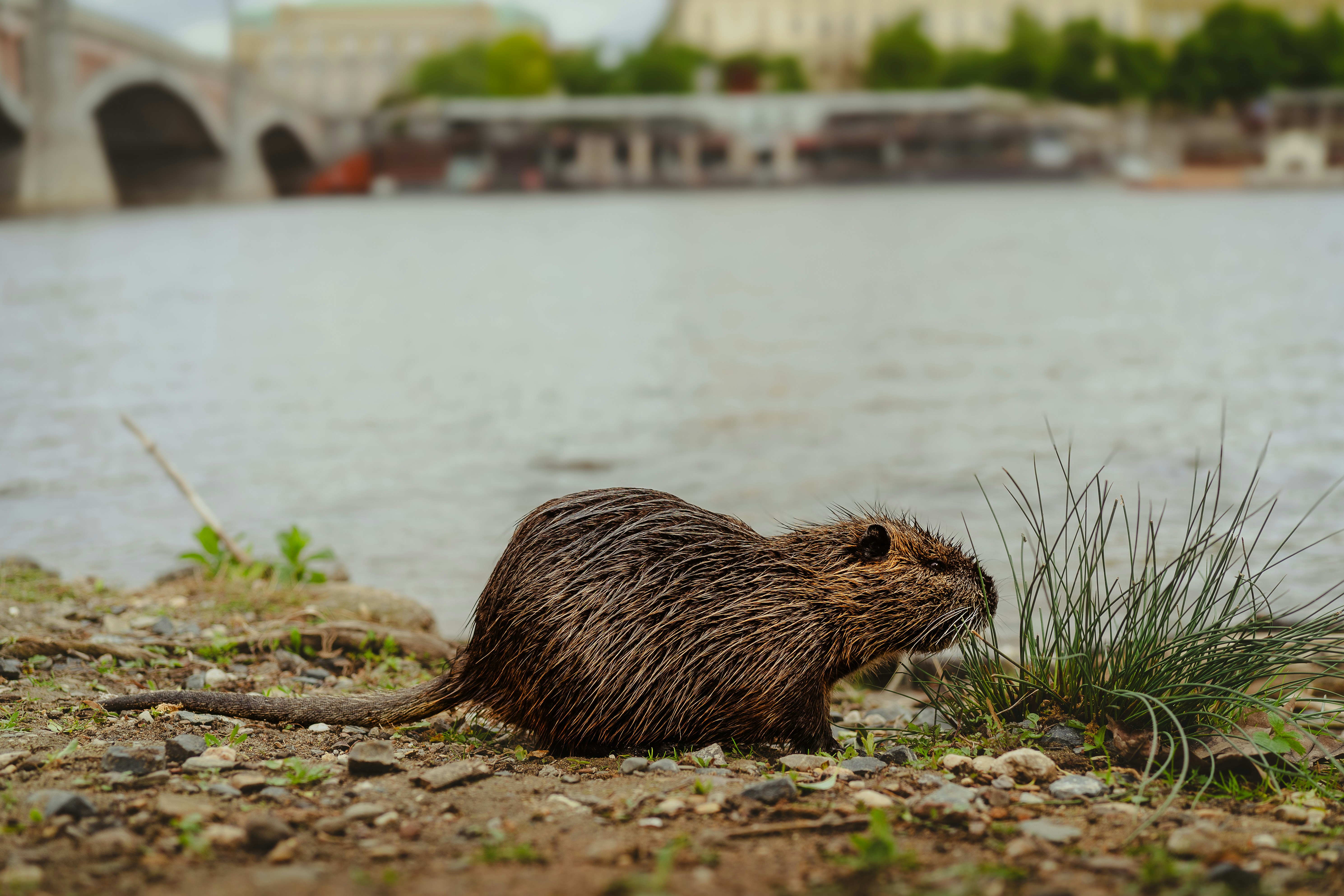 Muskrat