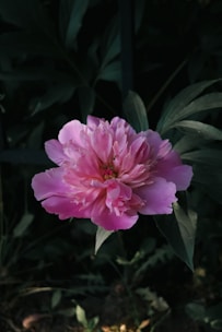 a pink flower with green leaves in the background