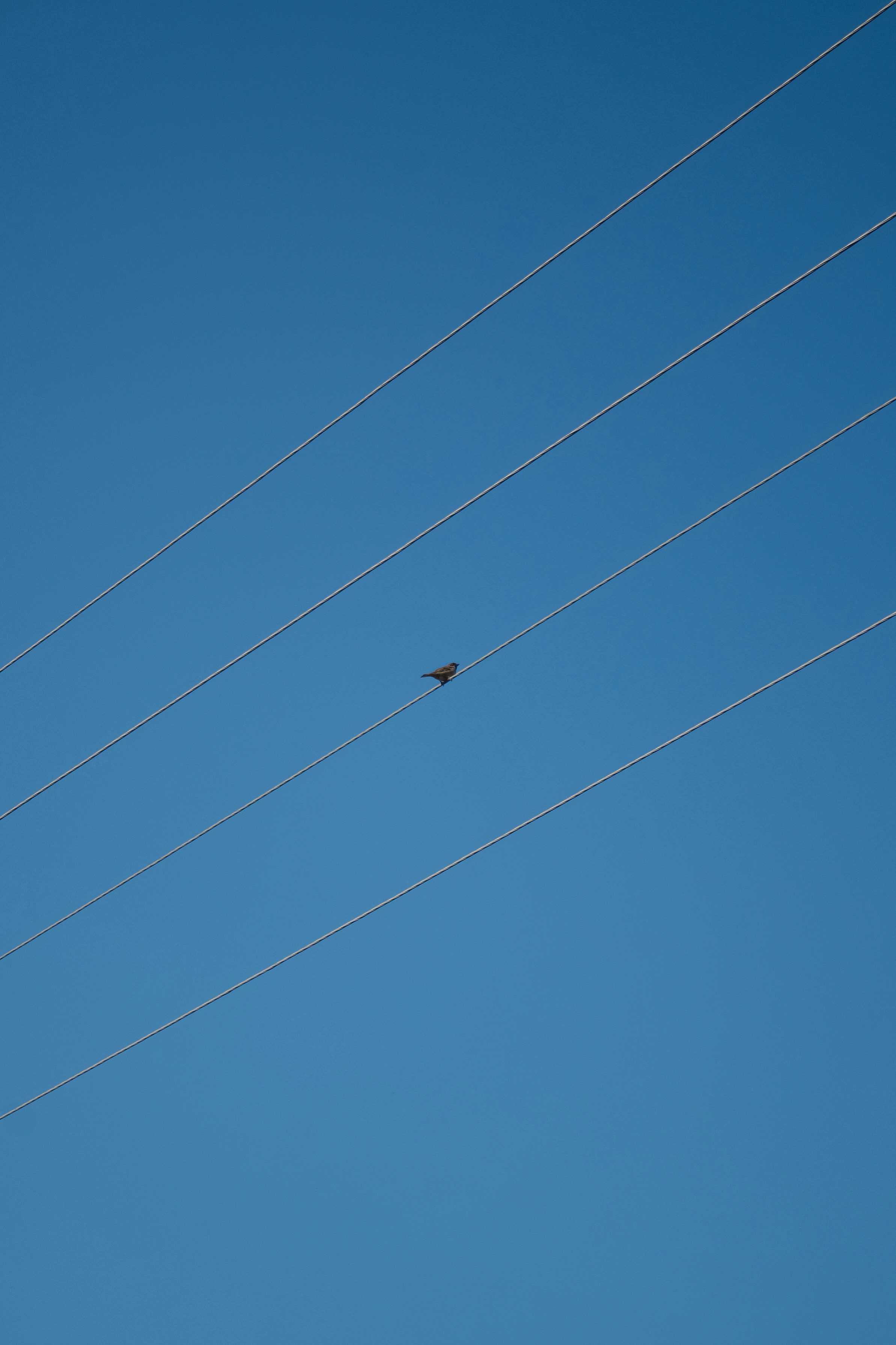 photo-1717396498108-6eebbca97bee?ixid=M3wxMjA3fDB8MXxzZWFyY2h8MTB8fG1vc3RiZXQlMjBhdmlhdG9yJTIwc2lnbmFsJTIwdGVsZWdyYW18ZW58MHx8fHwxNzUxNTM0Nzg3fDA\u0026ixlib=rb-4.1.0