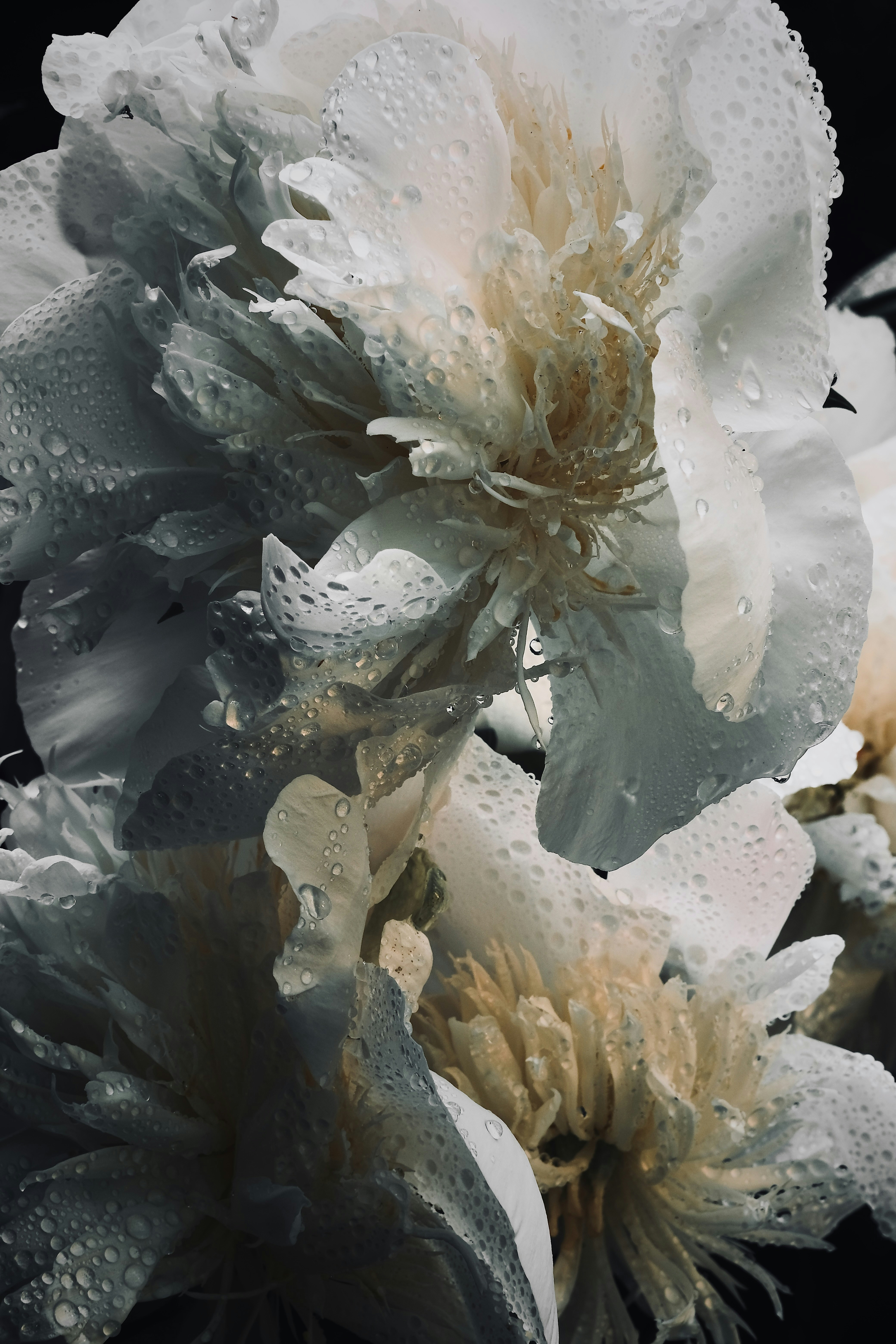 a white flower with water droplets on it