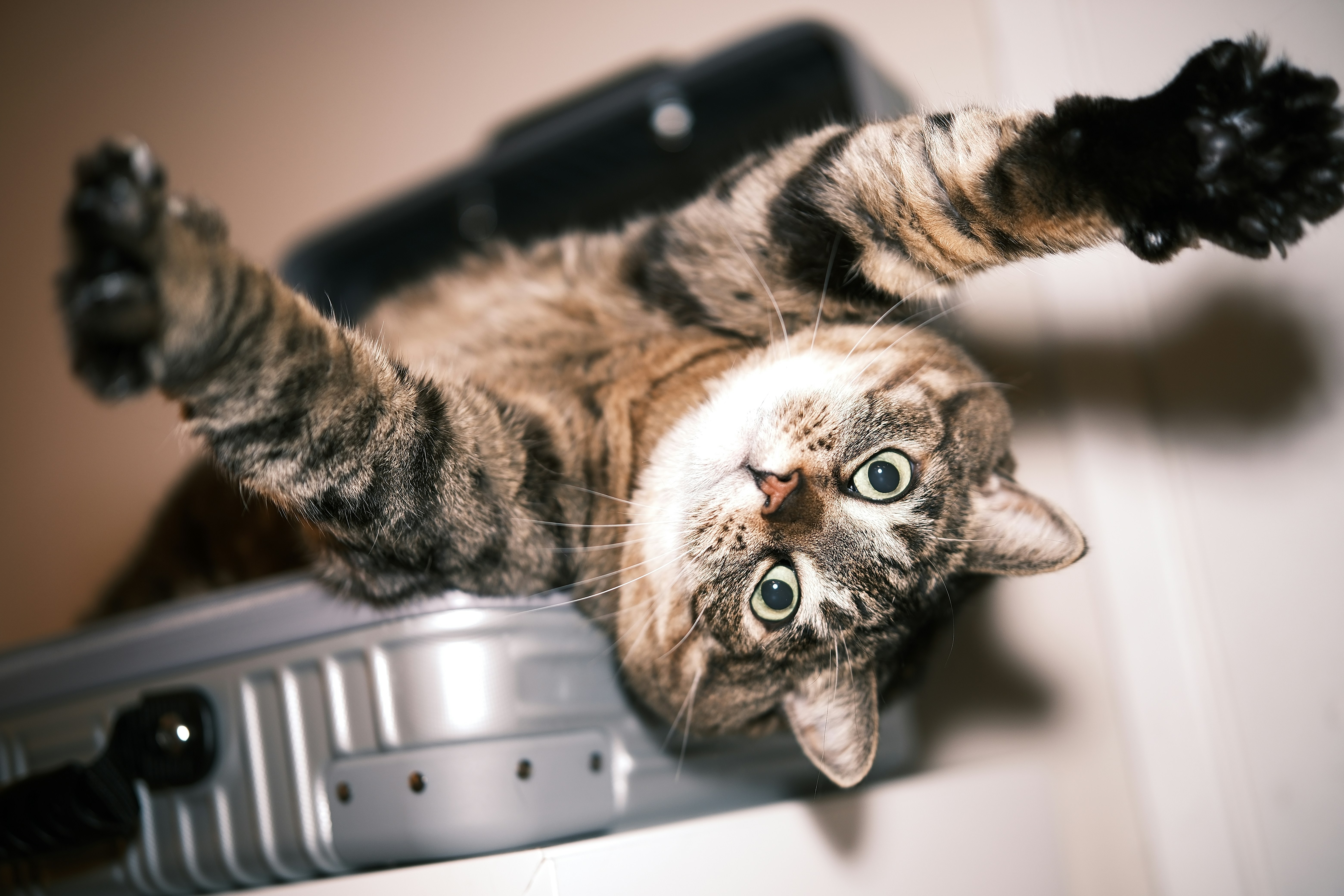 Flying to Europe with a Cat from the US (2026): USDA Health Certificates, Airline Realities, and the Timeline Most Readers Get Wrong