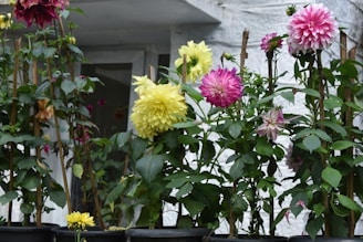 a bunch of flowers that are in some pots
