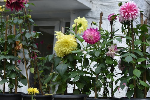 a bunch of flowers that are in some pots