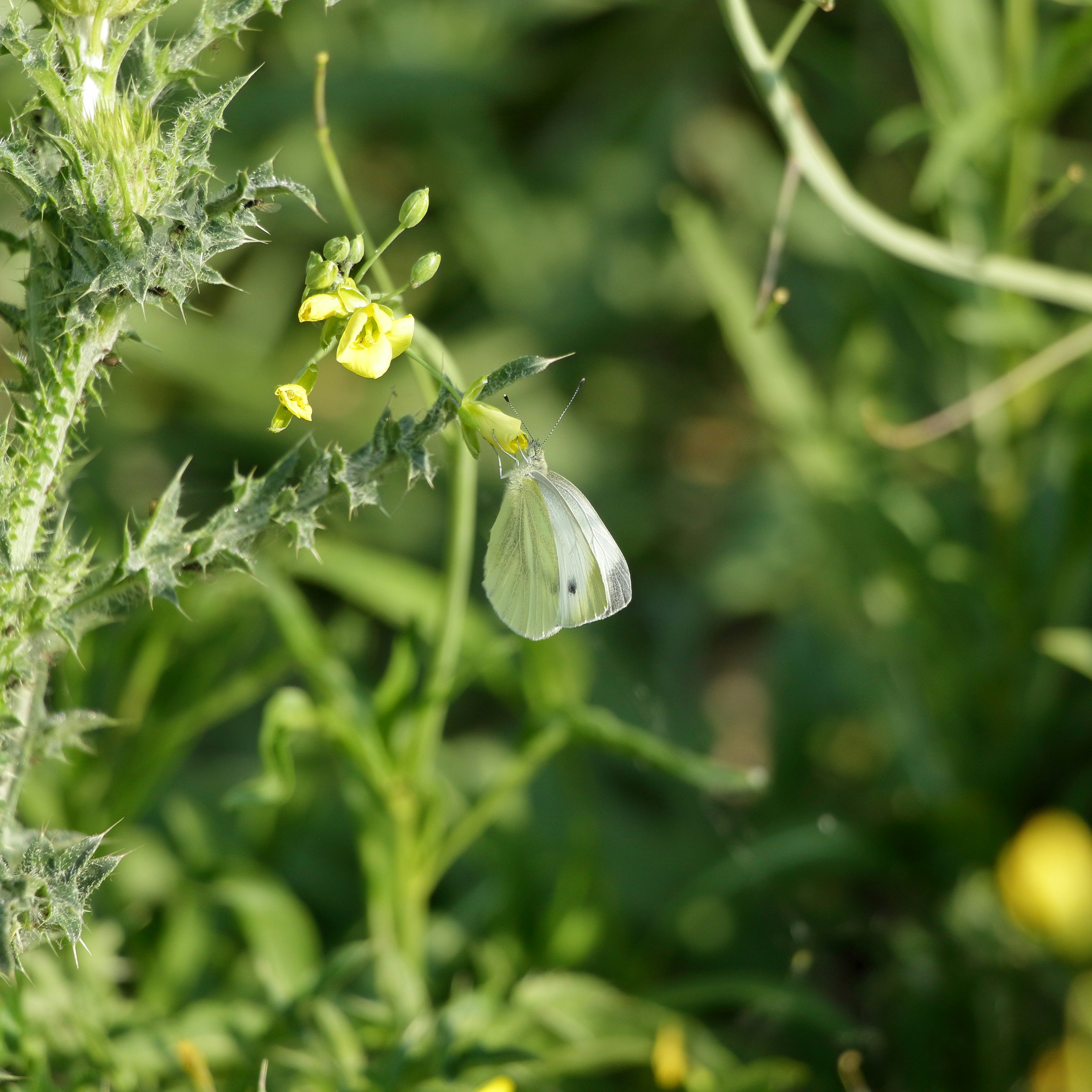 a white butterfly sitting on top of a green plant