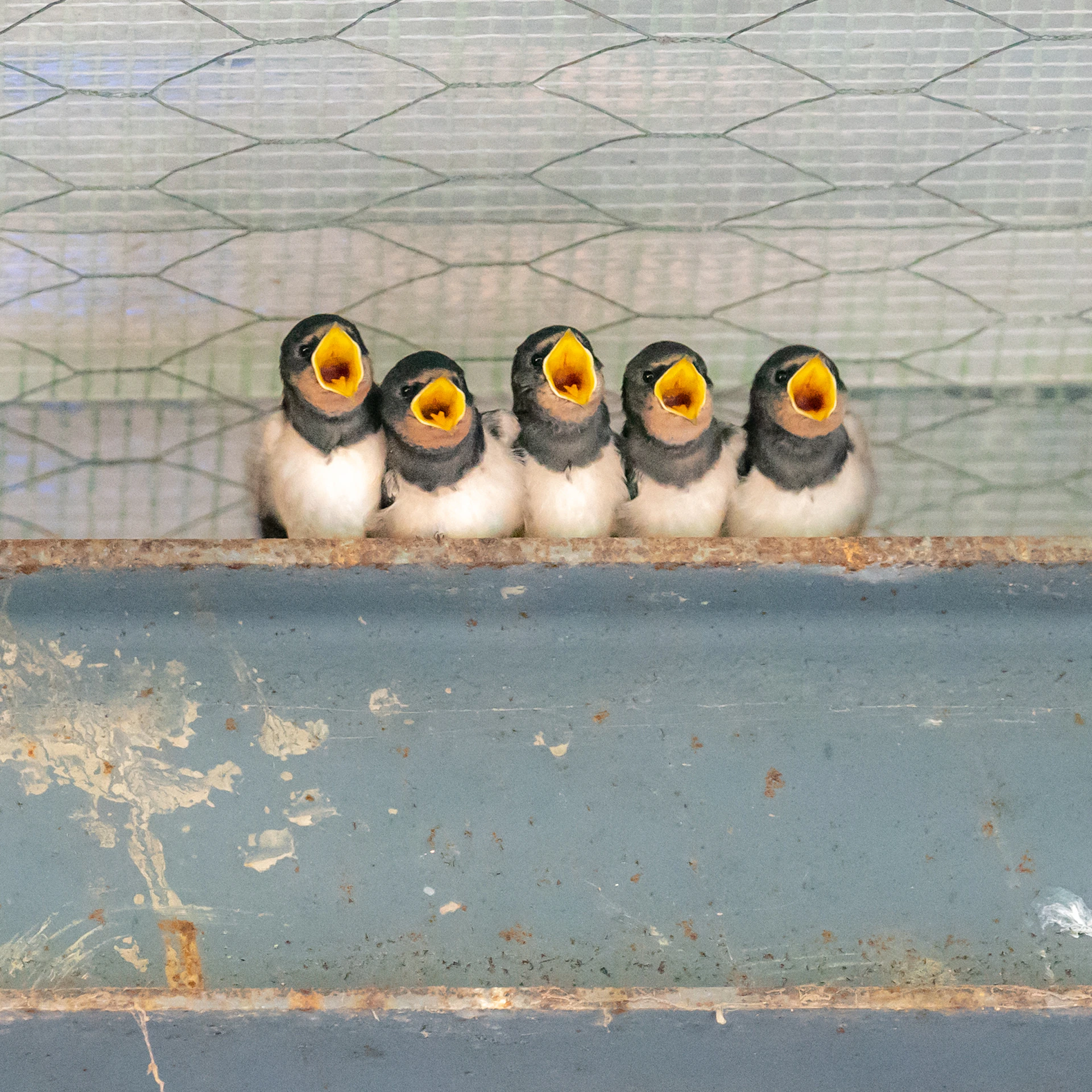 a group of small birds sitting on top of a metal tub