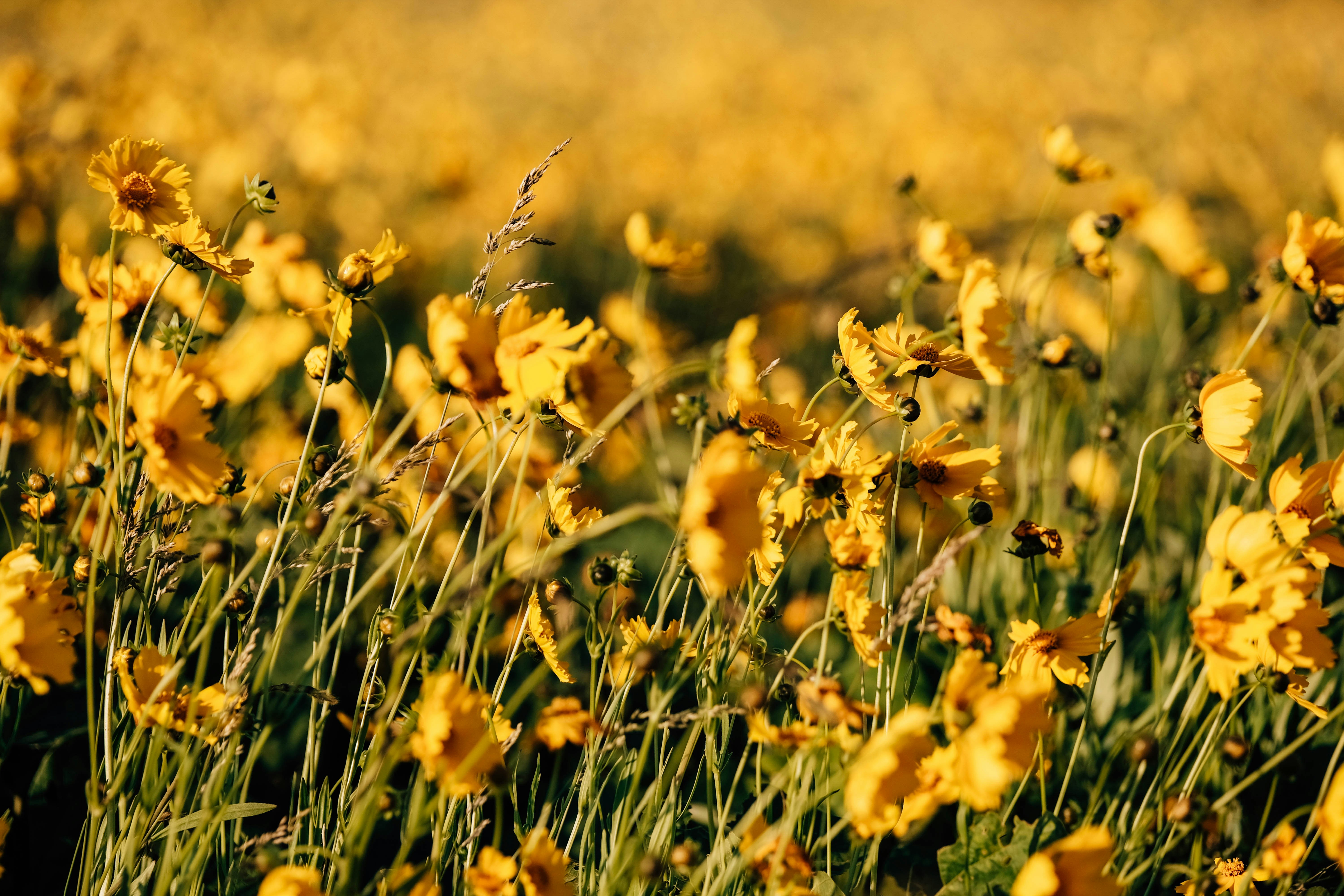 Photo by insungpandora