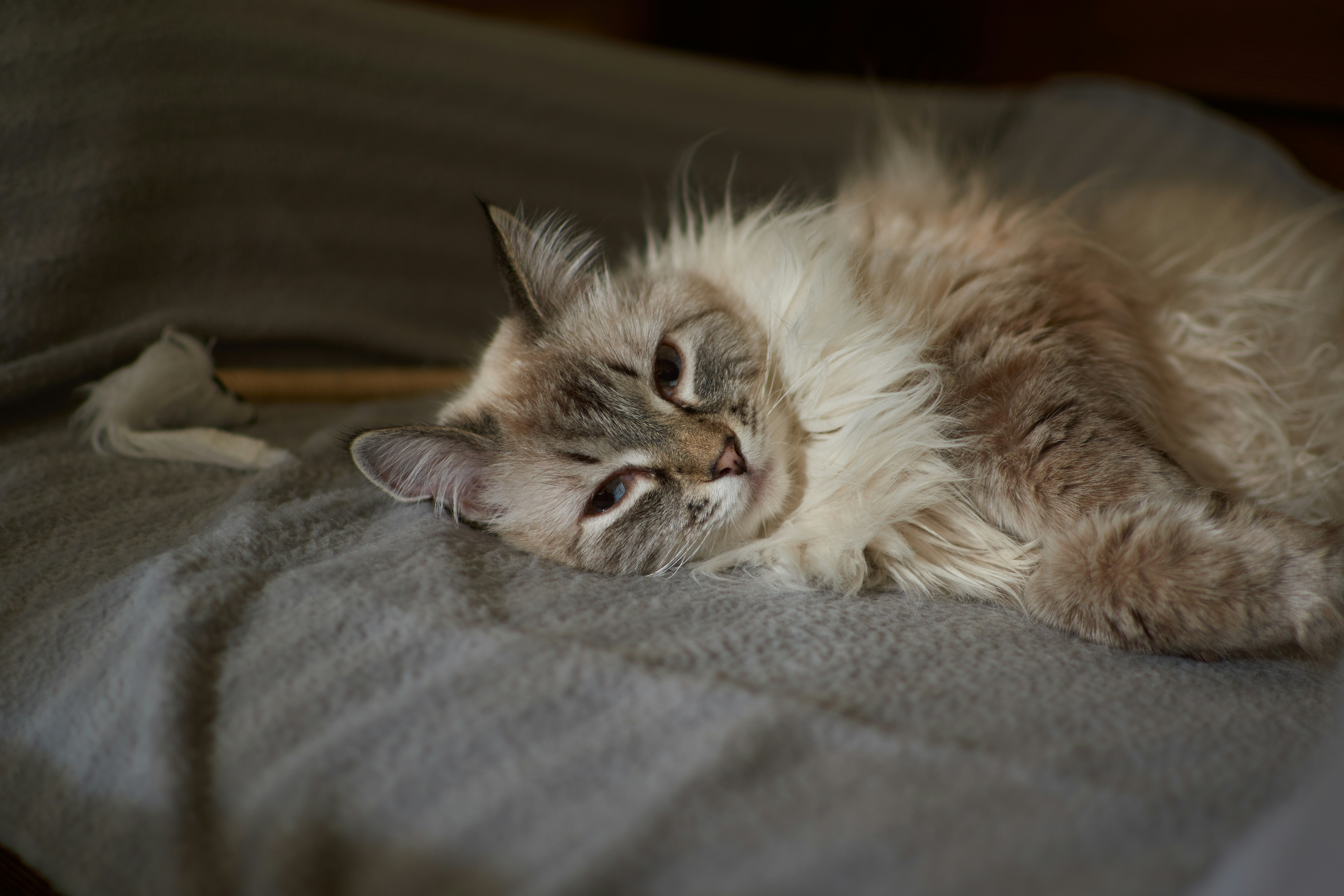 A cat laying on a bed with its eyes closed photo – Free Cat Image on ...