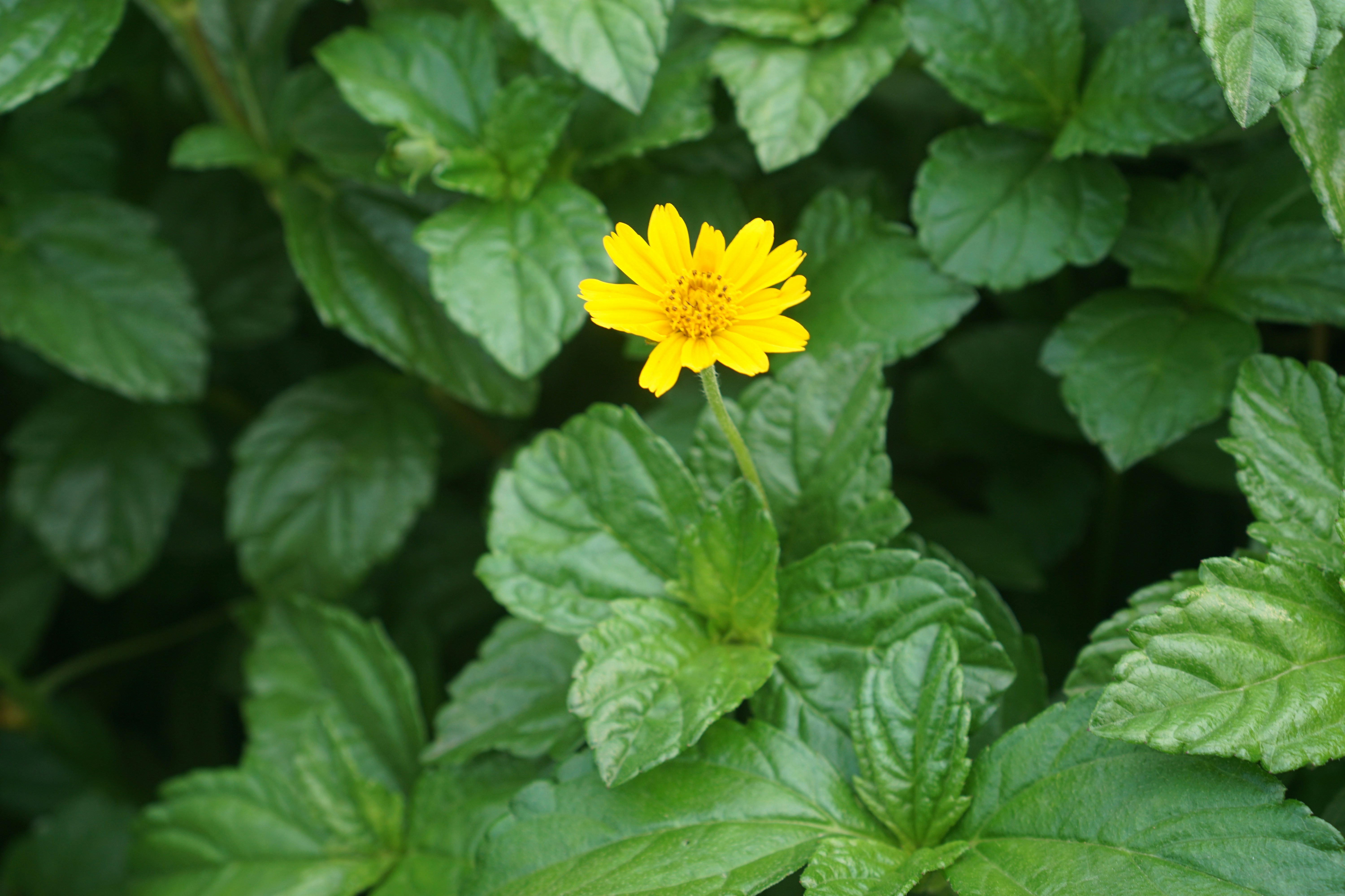 Photo by projectsbylaksh