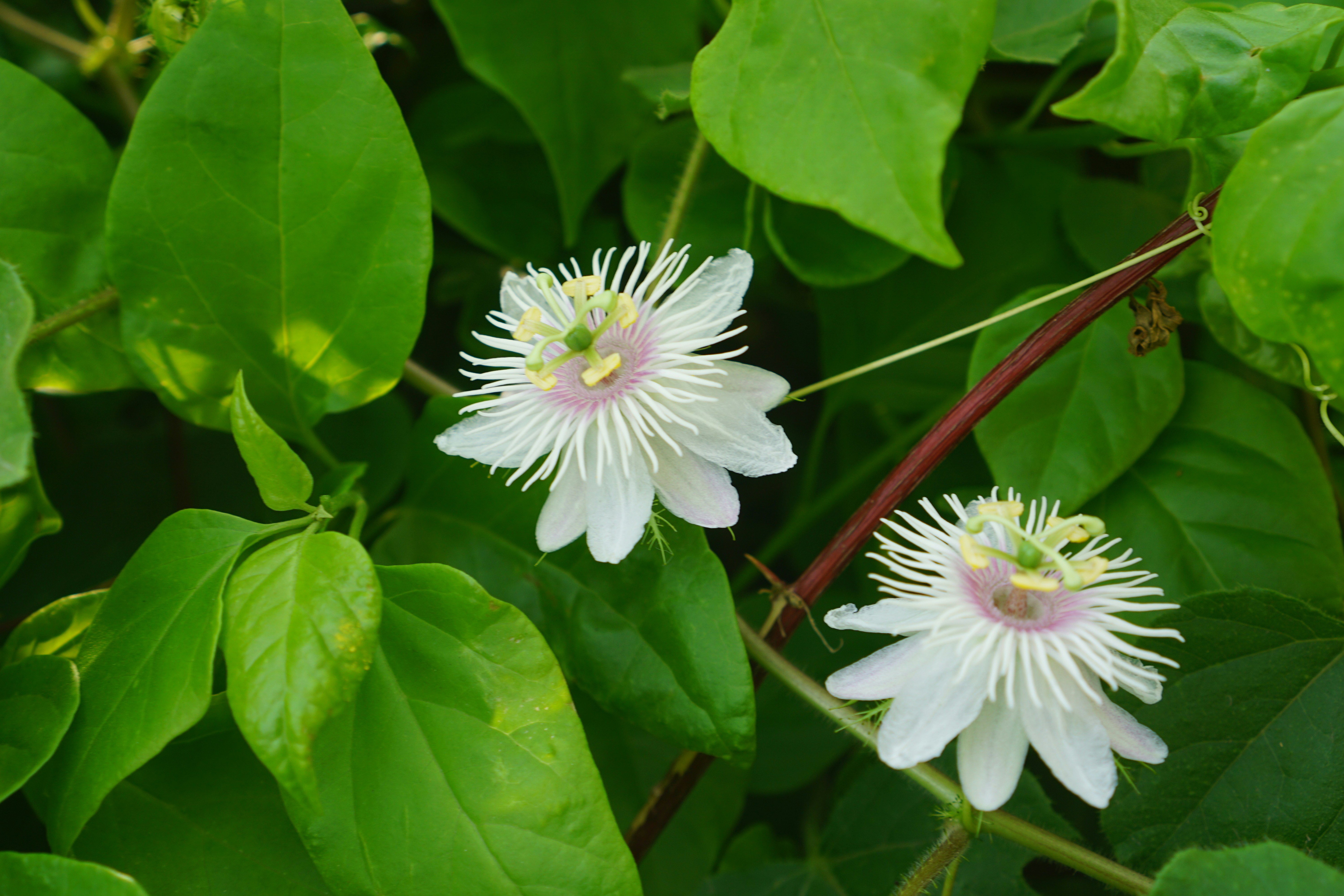 a couple of white flowers sitting on top of green leaves