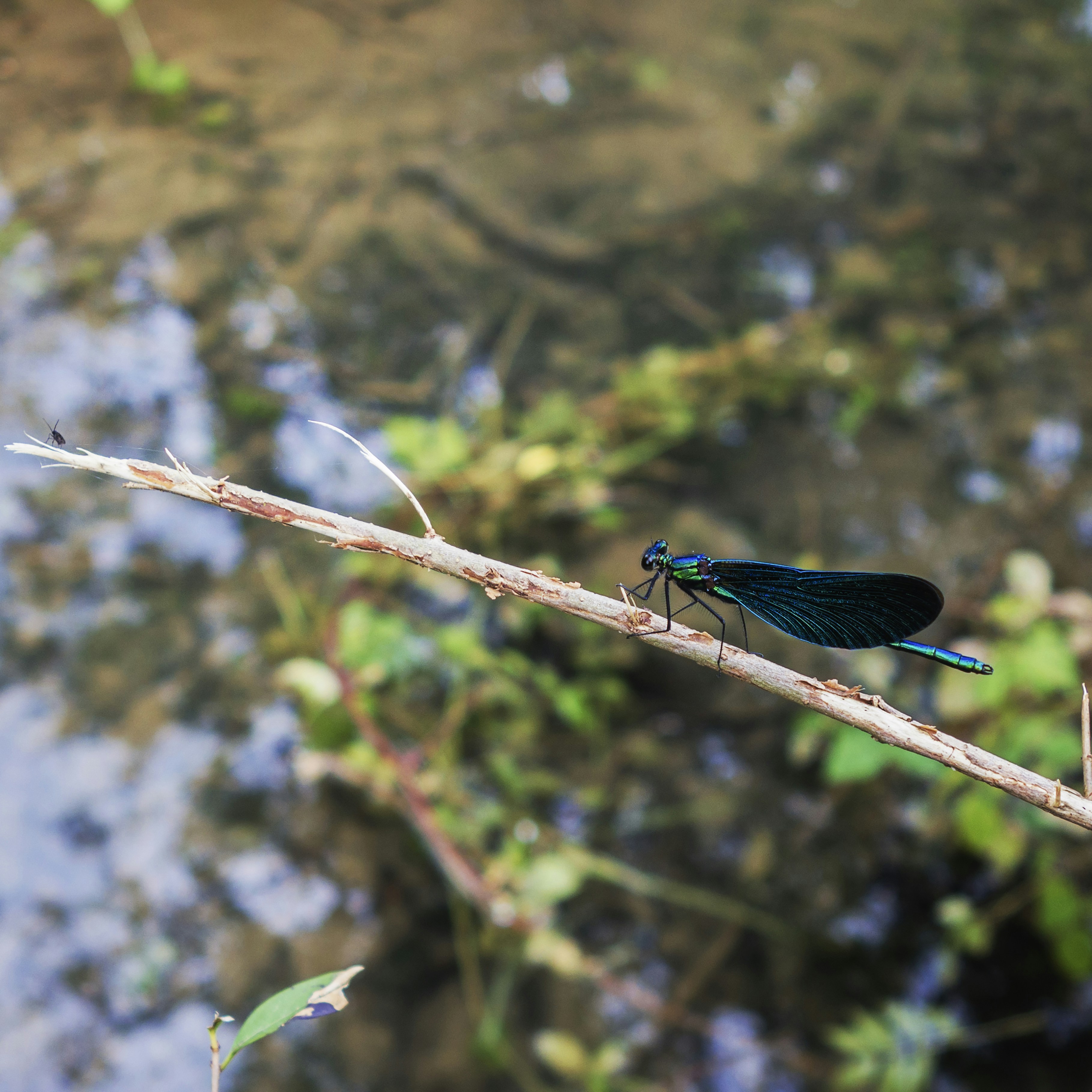 a blue dragonfly sitting on top of a tree branch