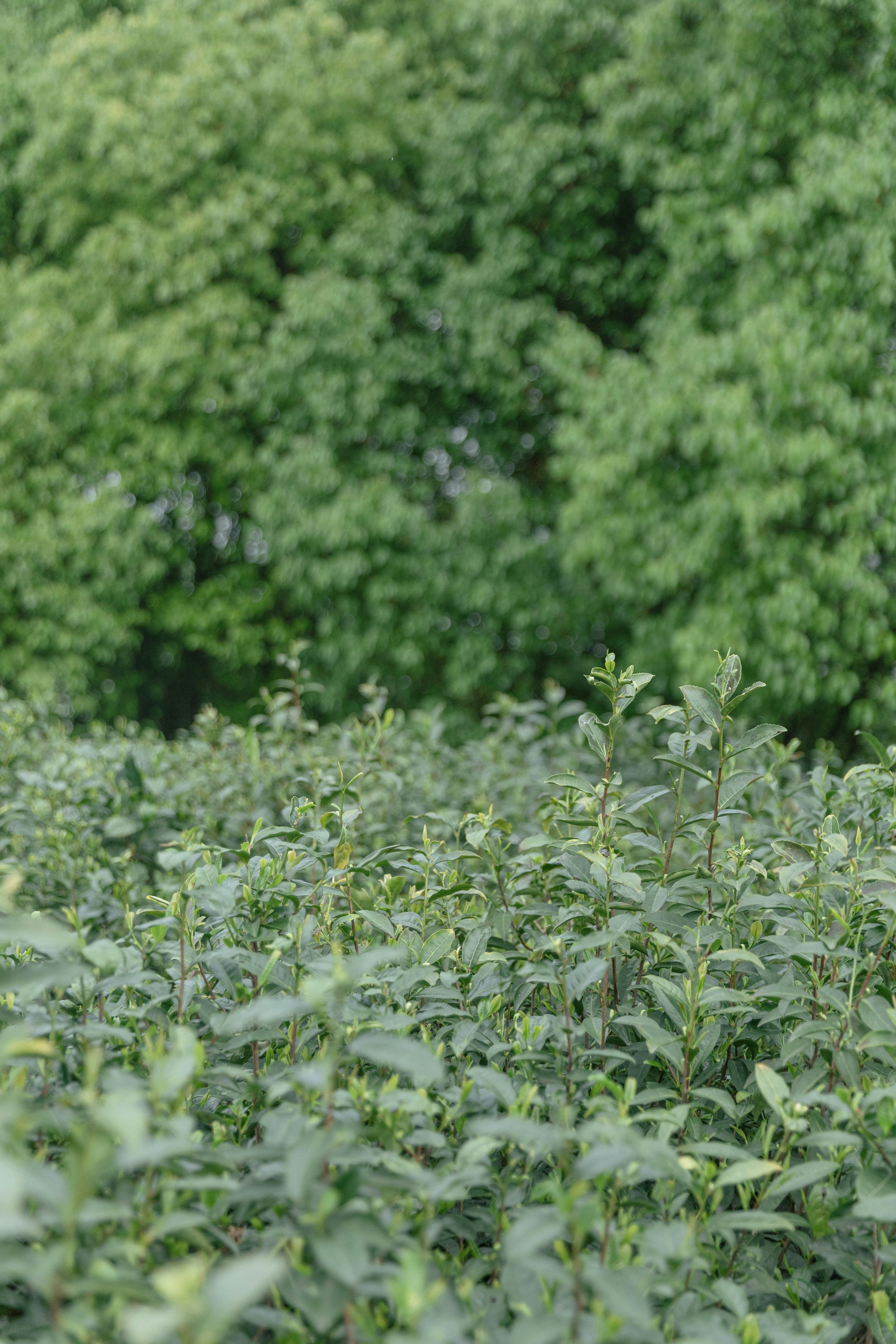 Photo by hanxiaoyaaaaa