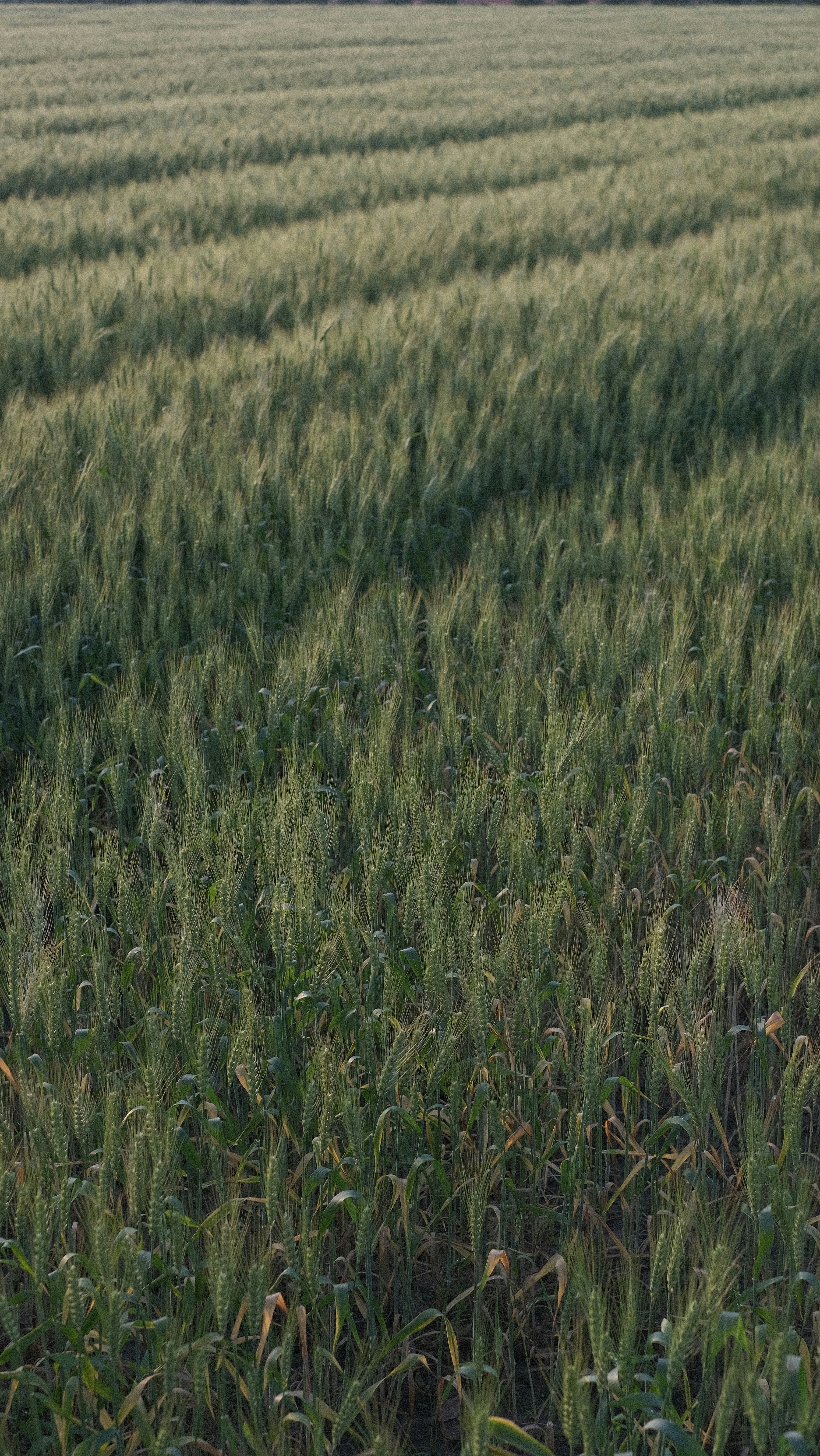 a large field of green grass with trees in the background