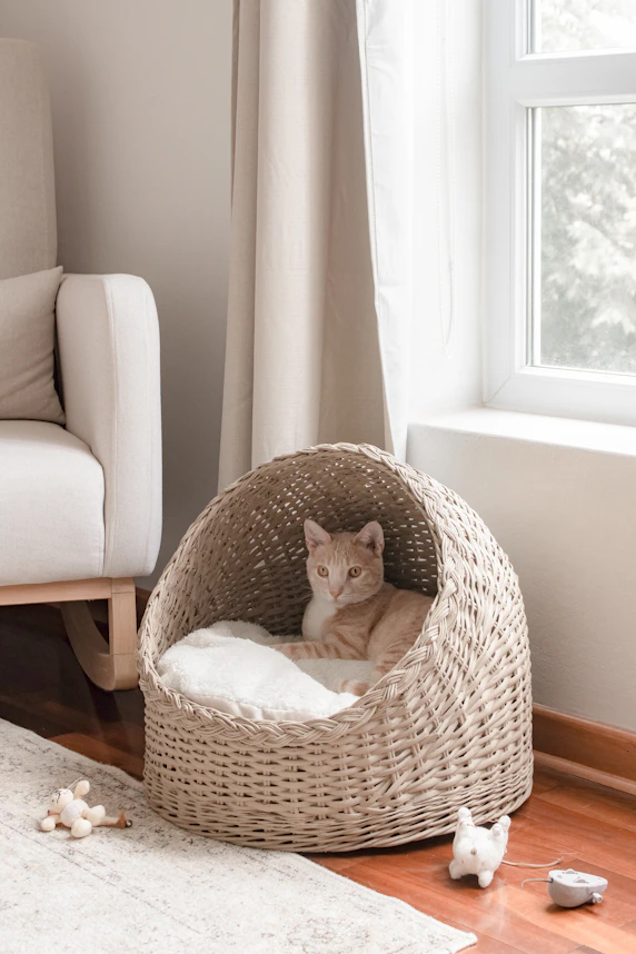 a cat sitting in a wicker cat bed in a living room