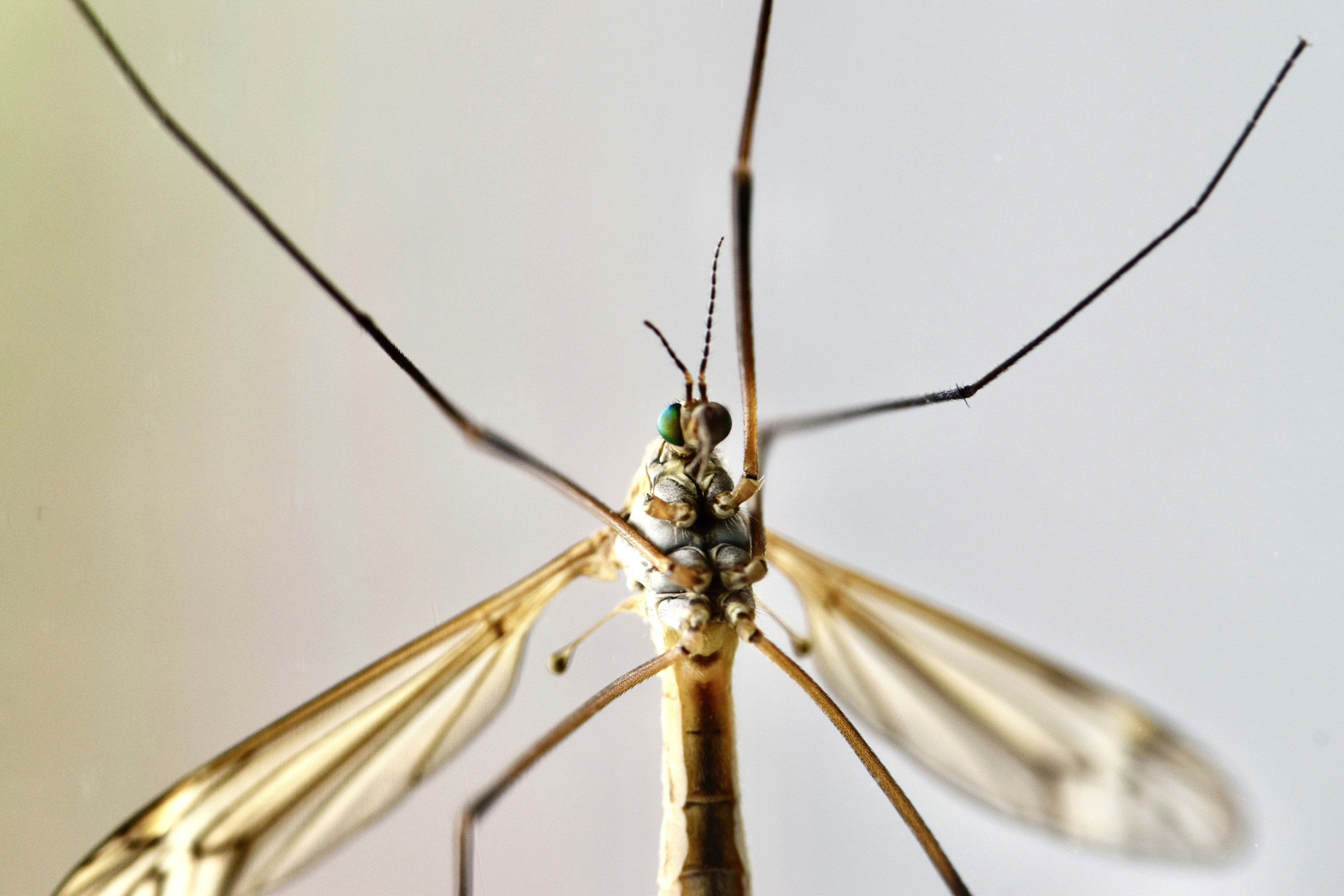 a close up of a mosquito on a white background