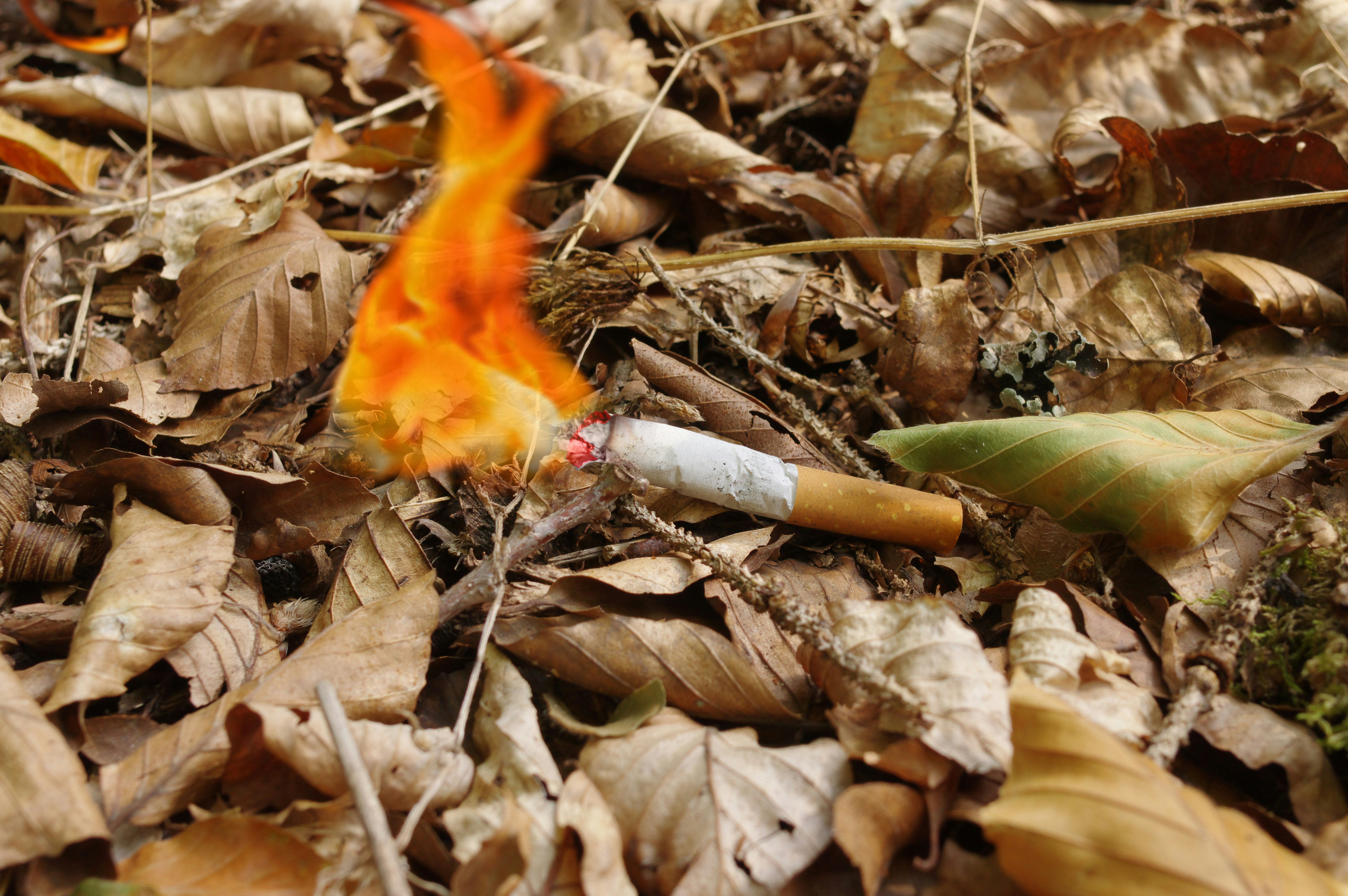 a cigarette burning on the ground surrounded by leaves