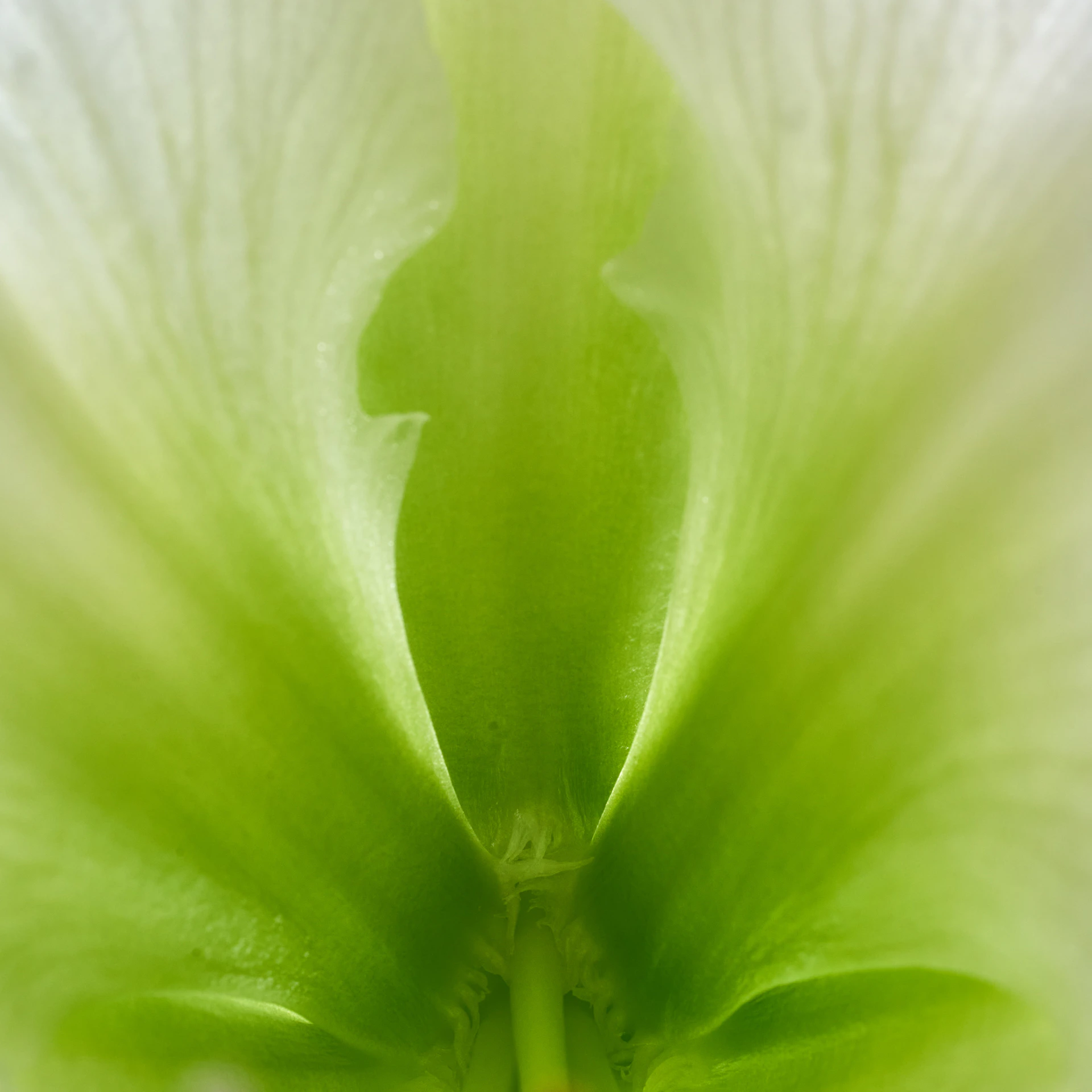 a close up view of a green flower