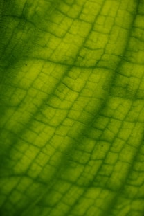 a close up view of a green leaf