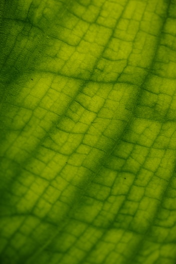 a close up view of a green leaf