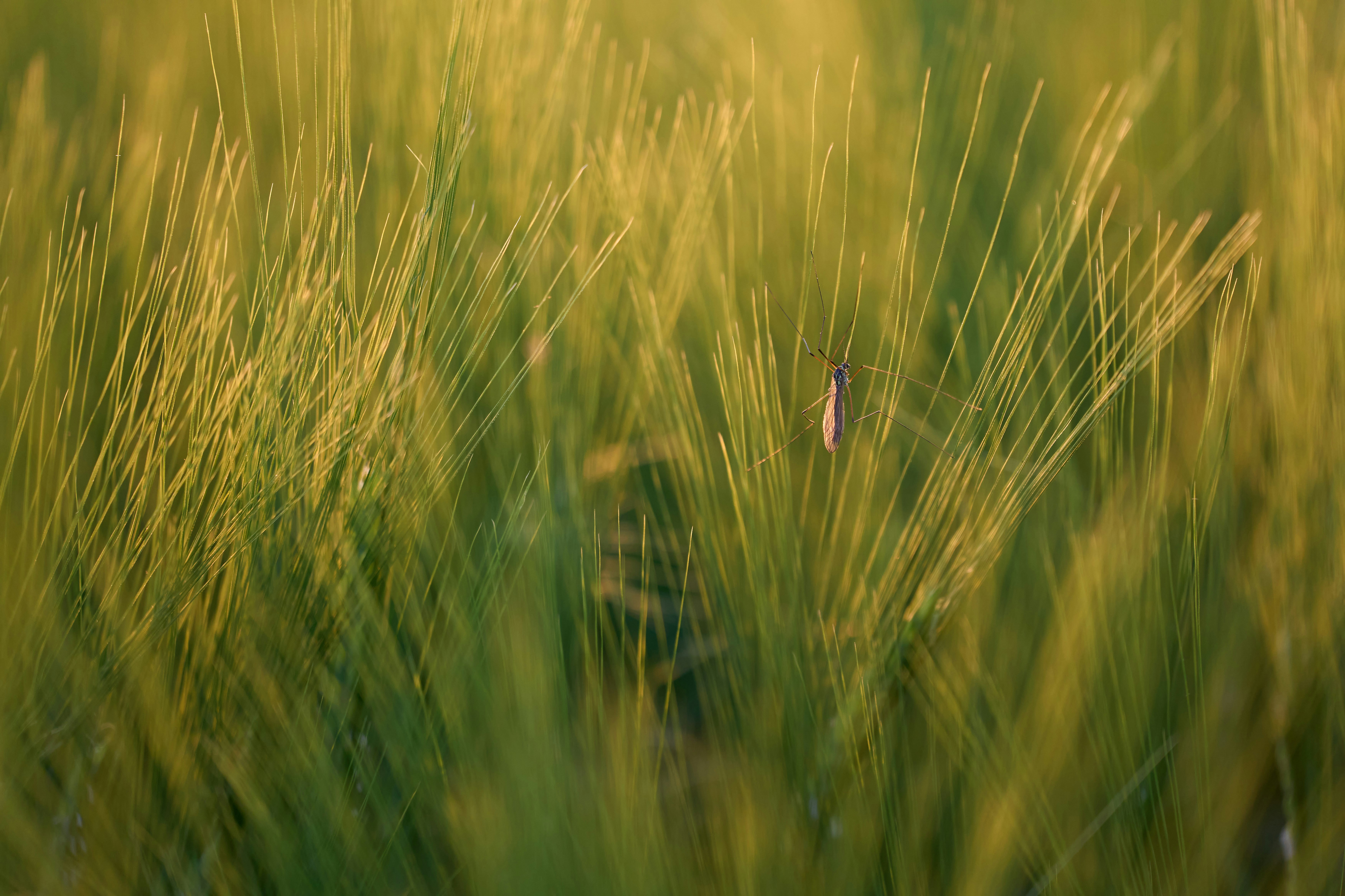 Photo by wolfgang_hasselmann