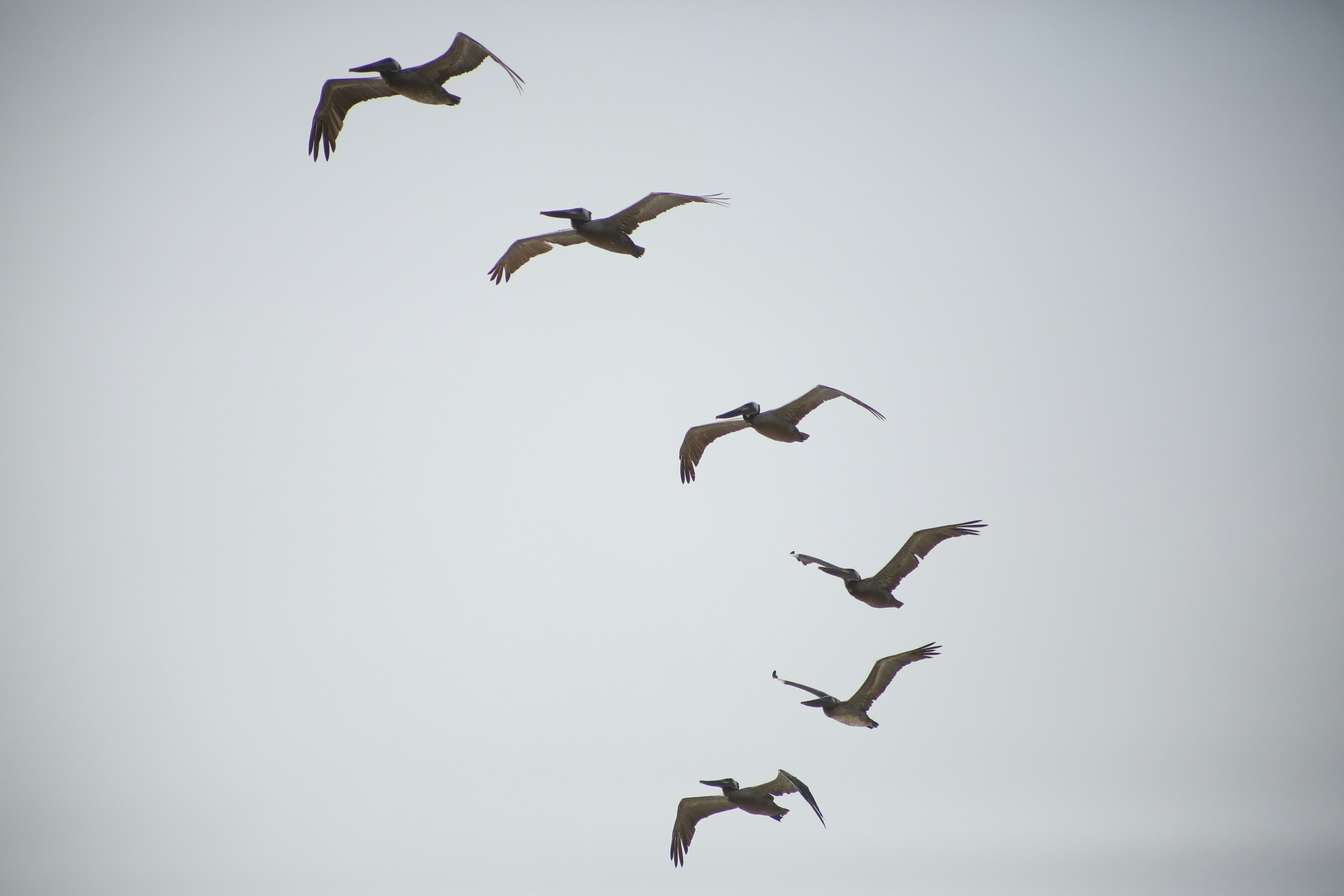 Patos volando en formación foto de archivo. Imagen de exterior - 371771244, image size:5760x3840