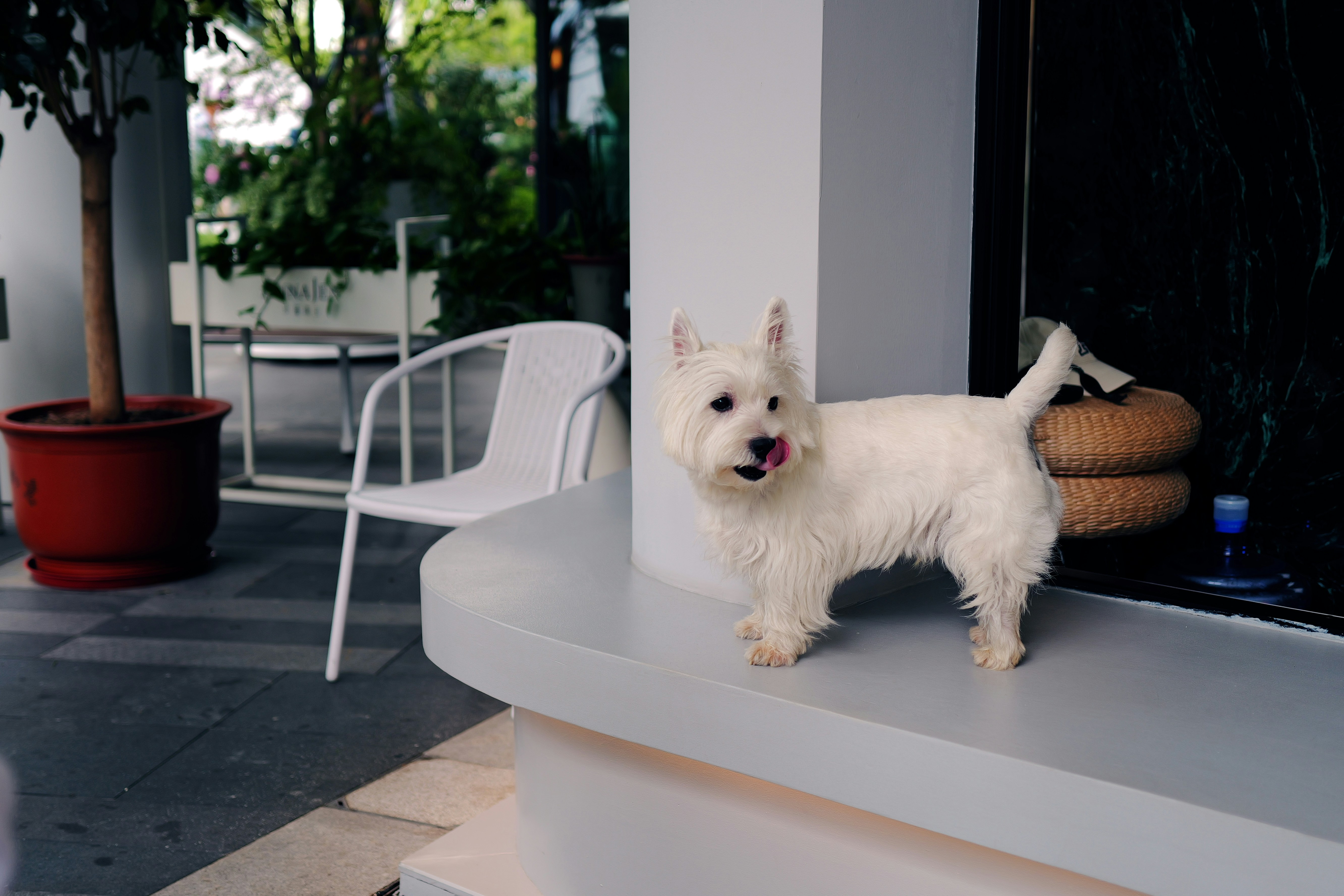 Creating a Safe & Comfortable Pet Hotel Environment in HCMC