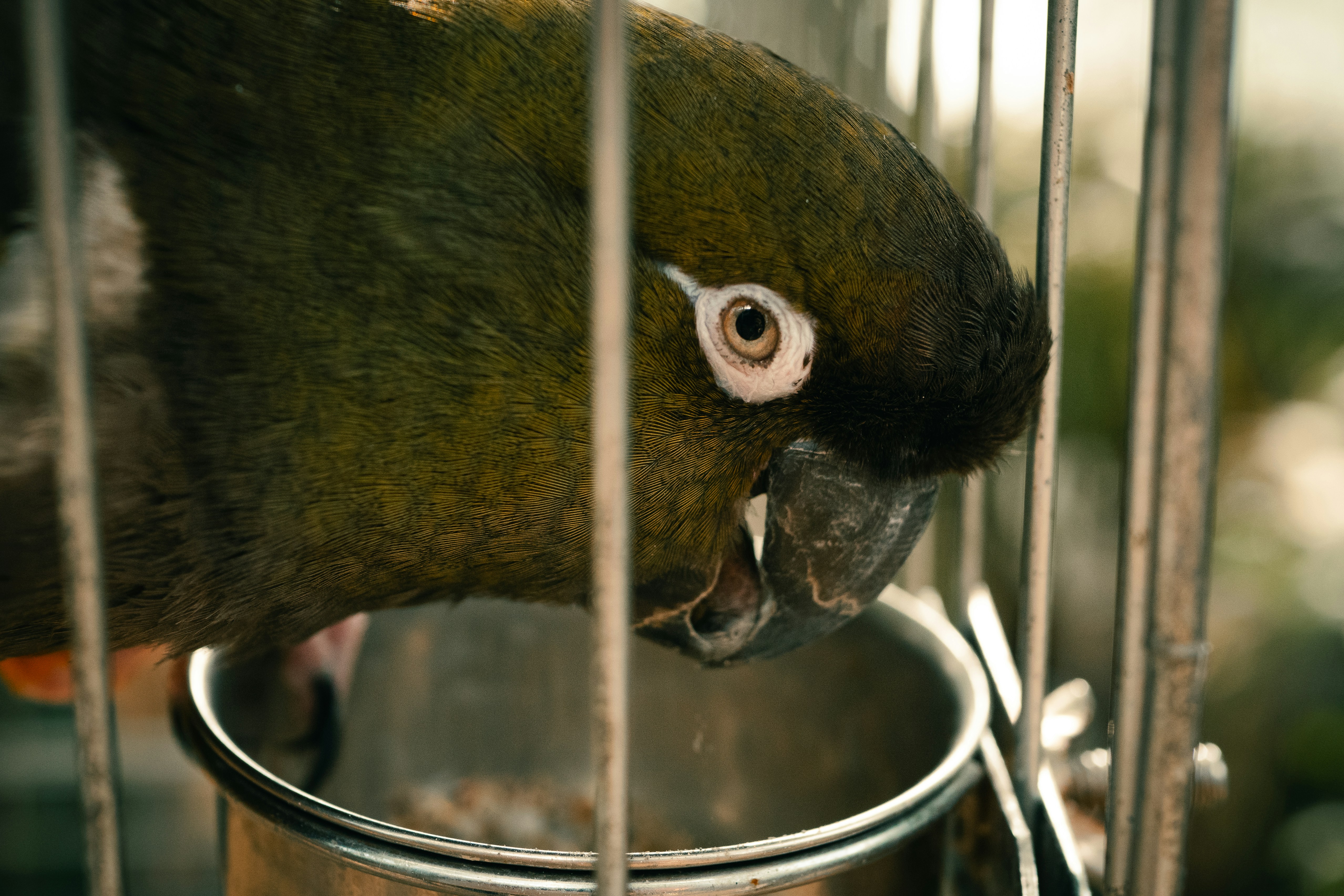 Signs Your Bird Is Sick