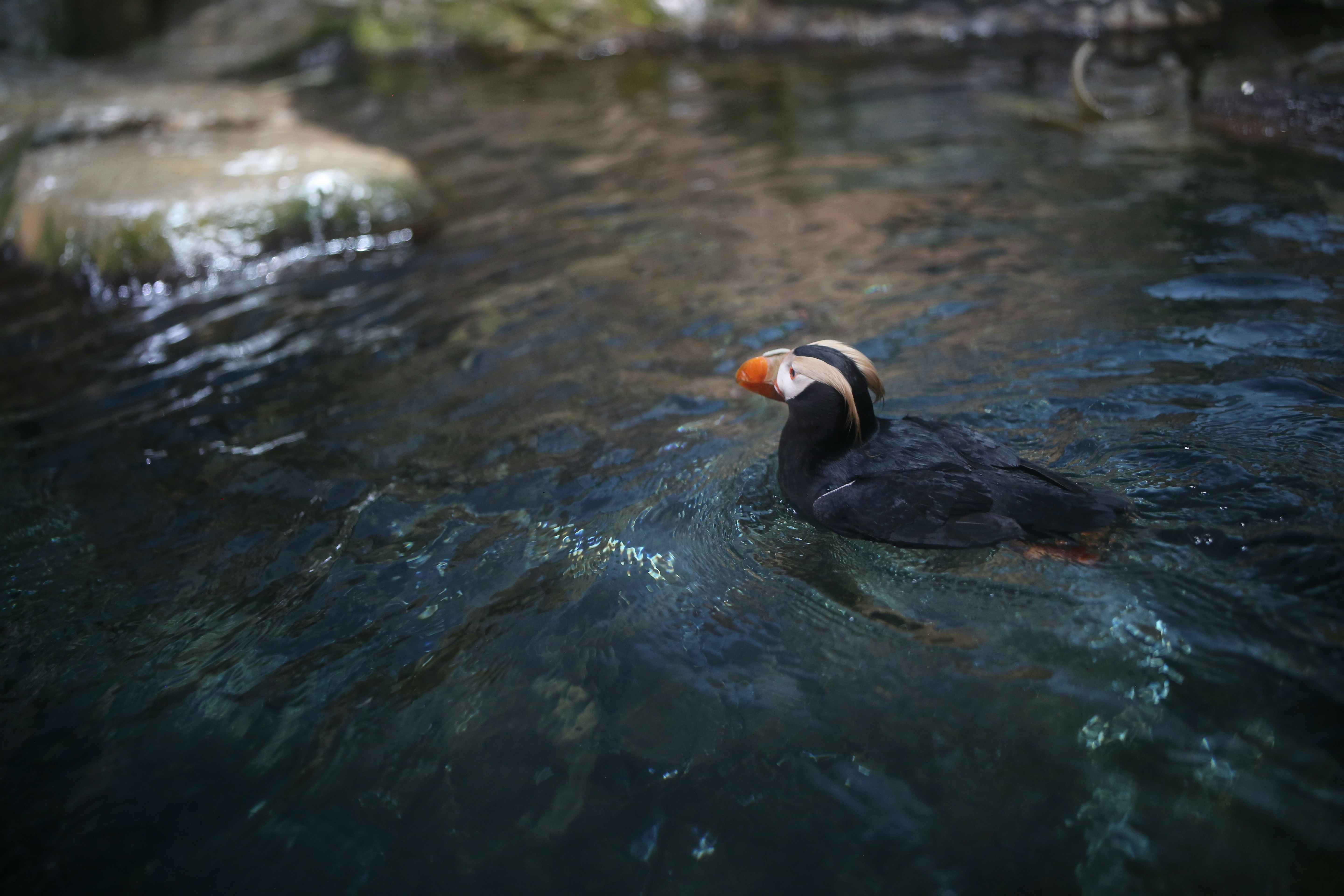A bird floating on top of a body of water photo – Free Grey Image on ...