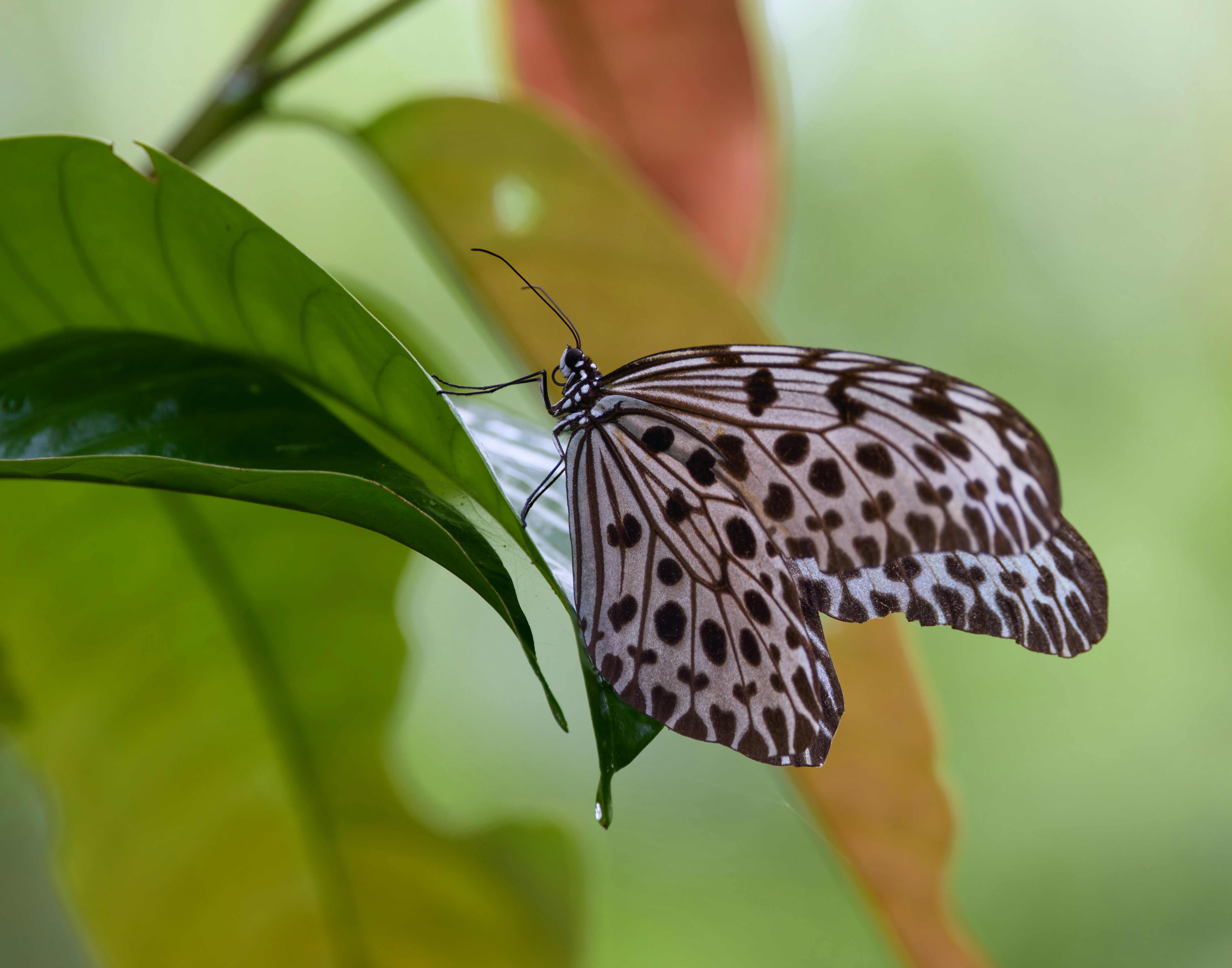 a butterfly resting on a green leaf, Giant Tree Nymph (Idea lynceus)