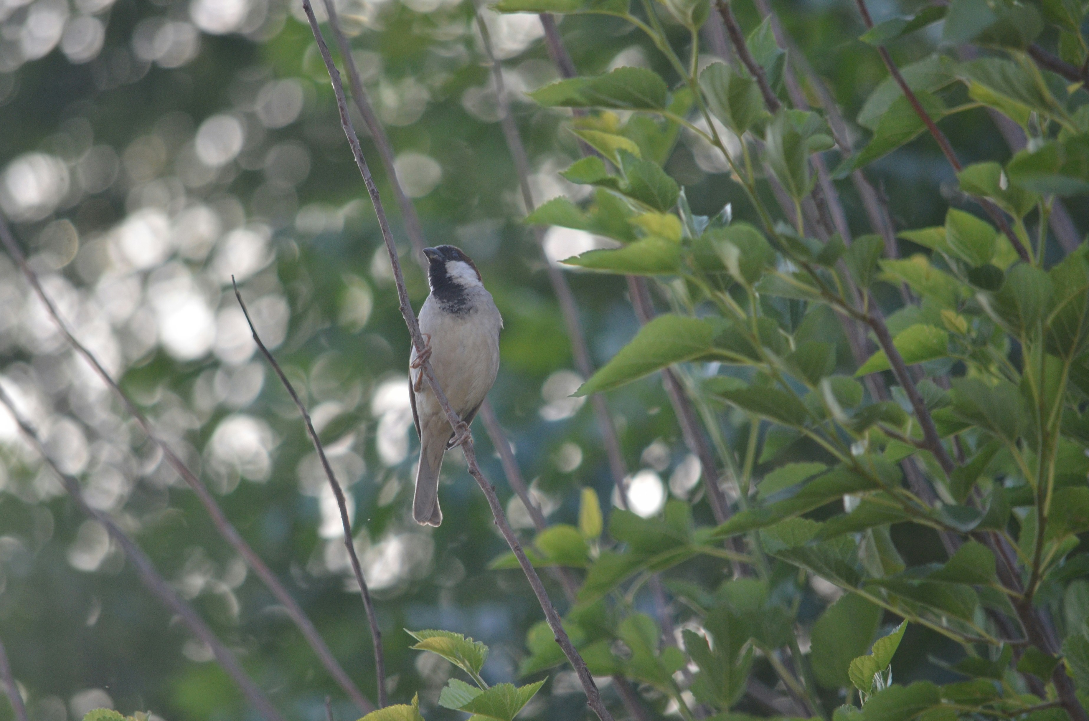 Photo by nabeelkiani