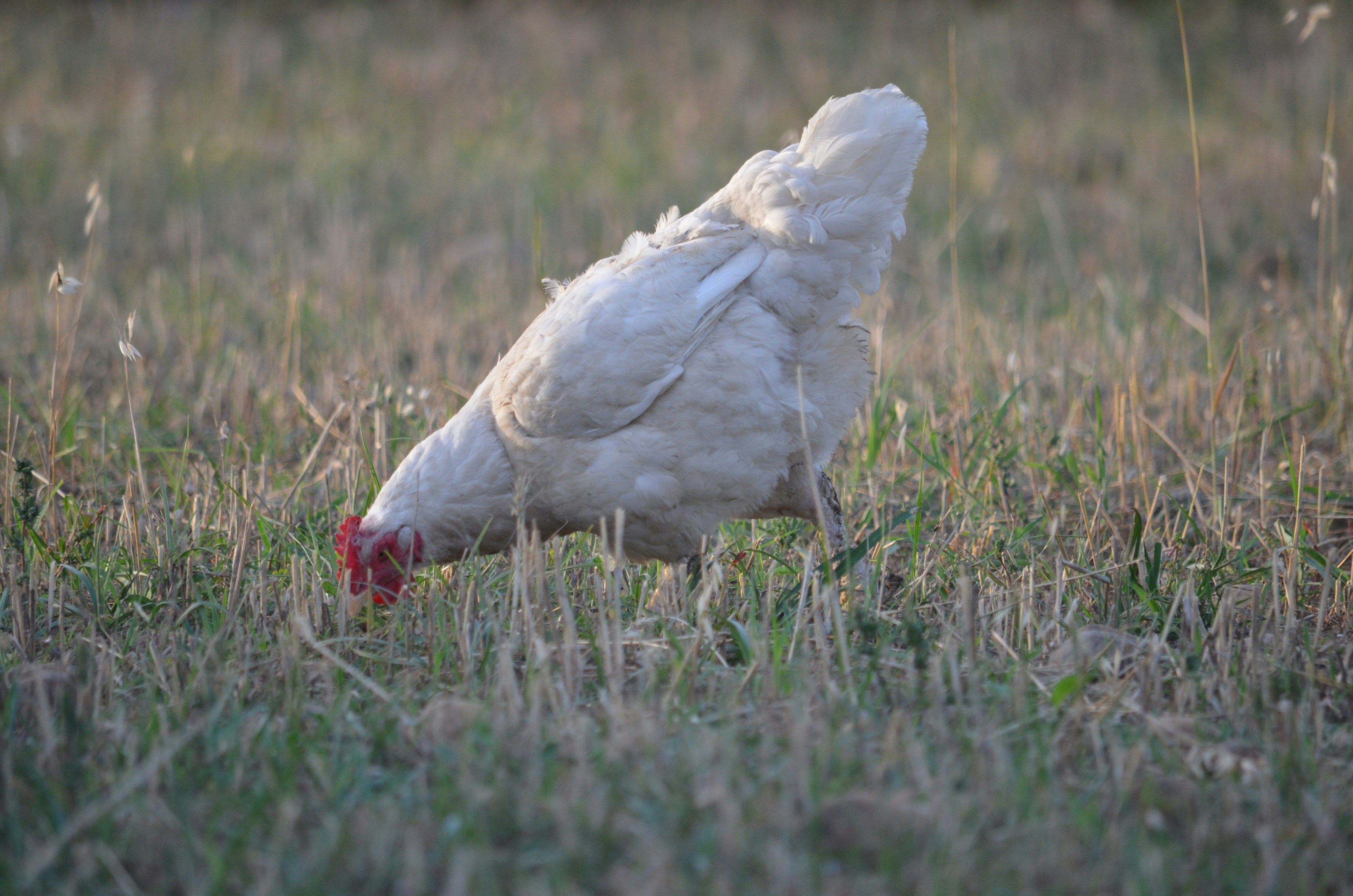 Photo by nabeelkiani