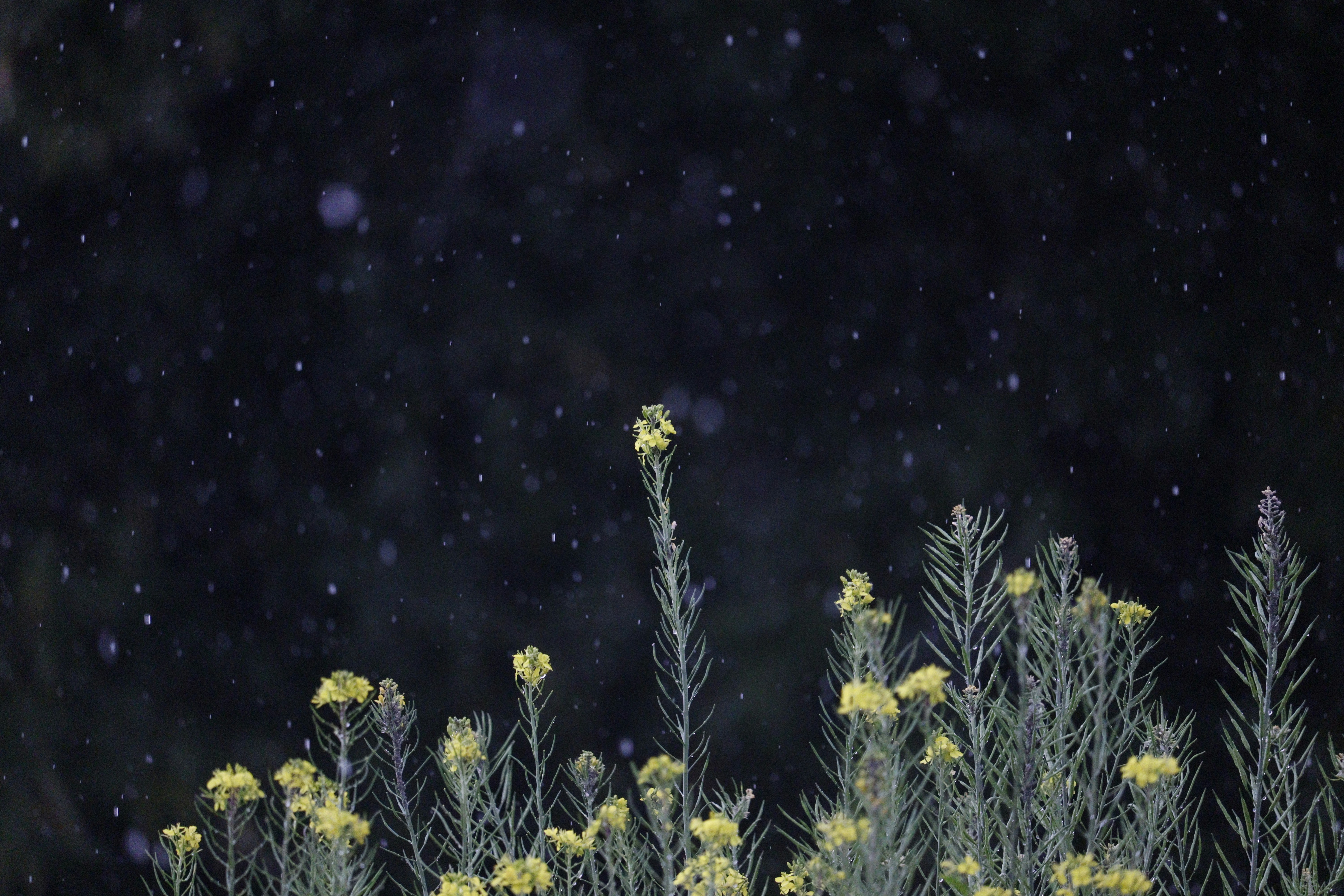 A photograph of golden wildflowers in the foreground against a dark, star-filled night sky.