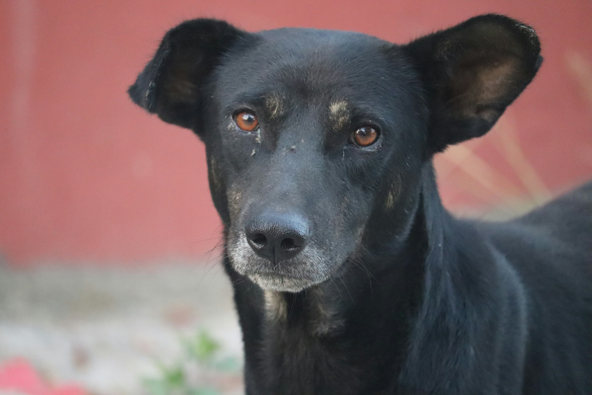 a close up of a black dog looking at the camera