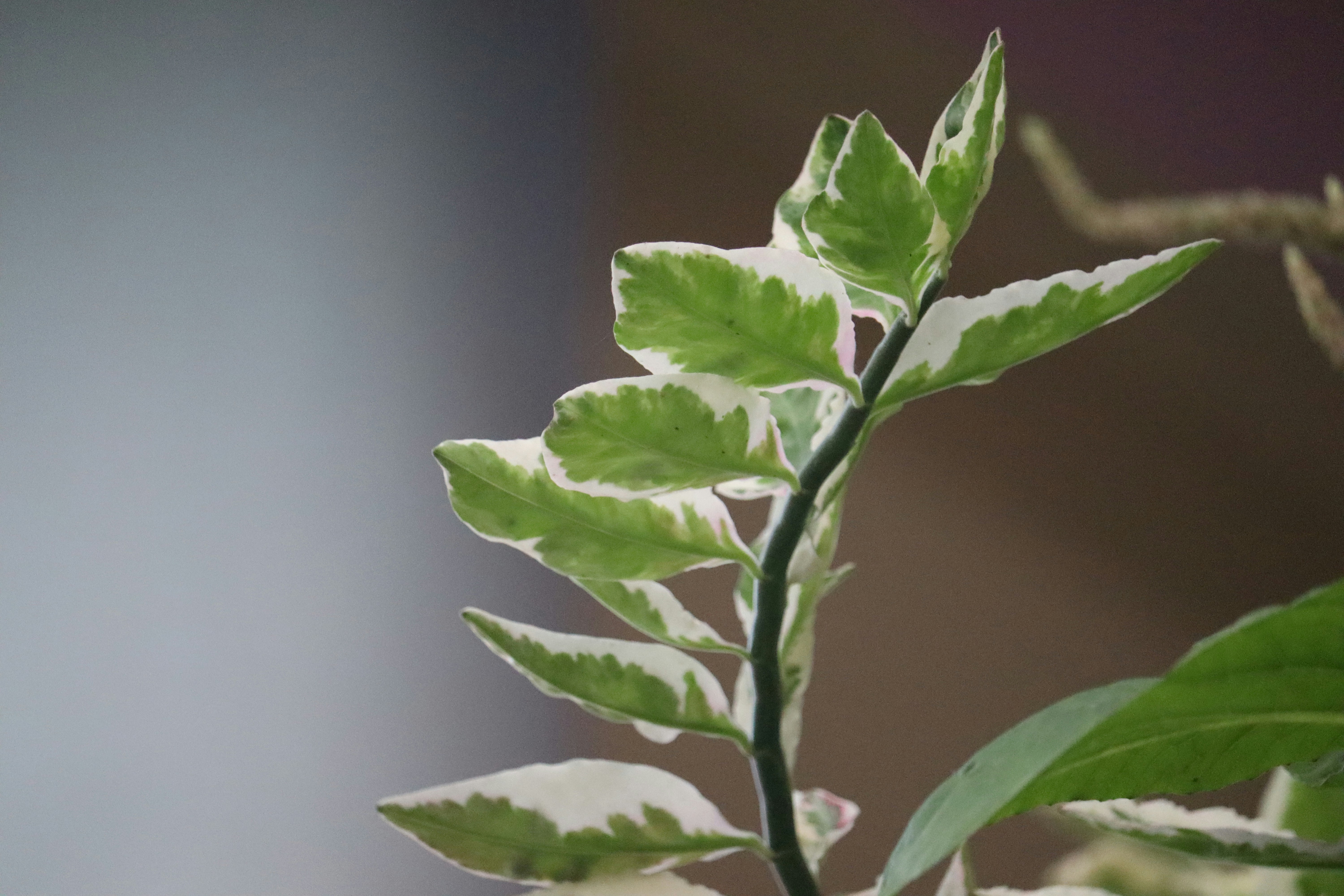 Photo by siwakotiutsav