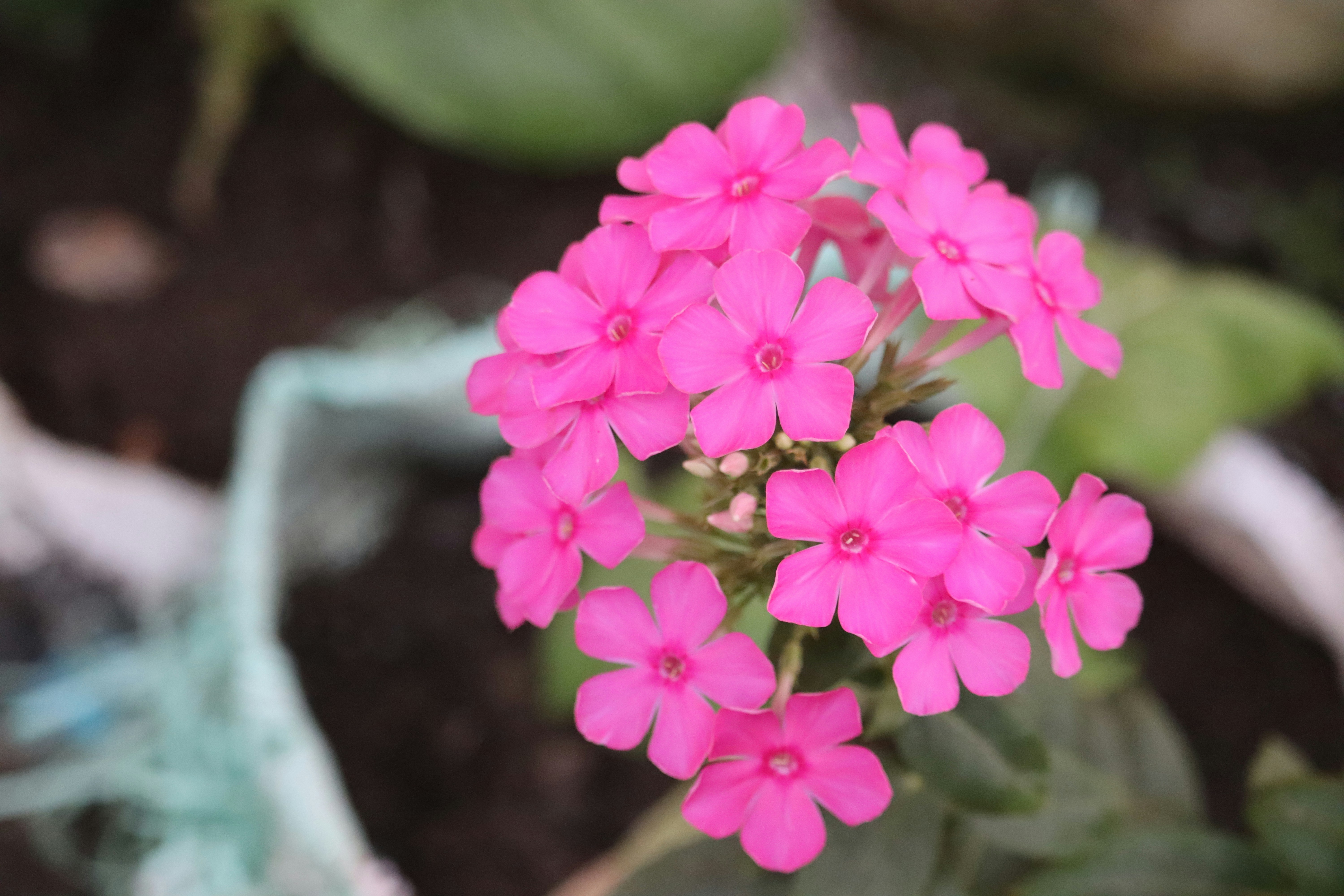 Photo by siwakotiutsav