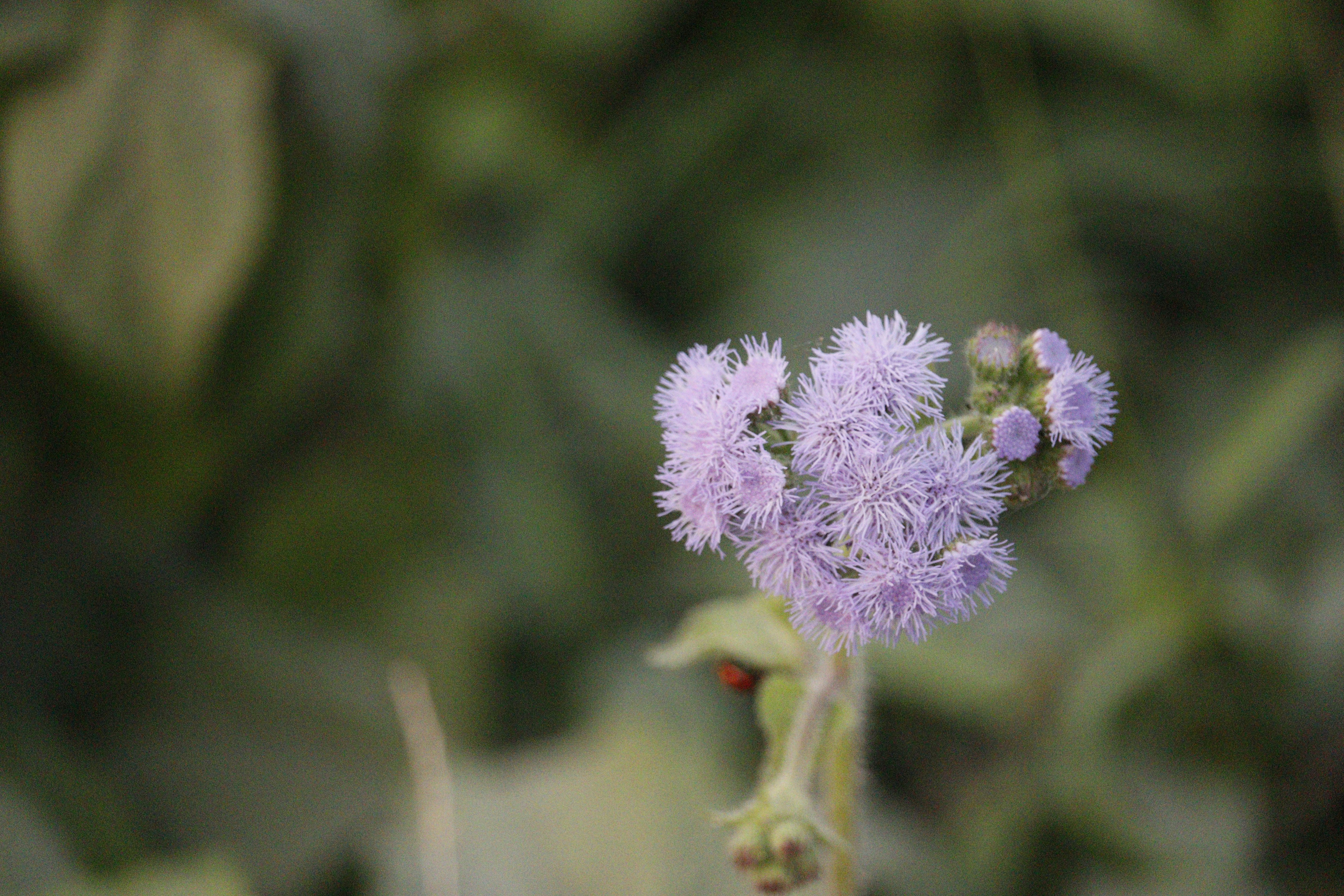Photo by siwakotiutsav