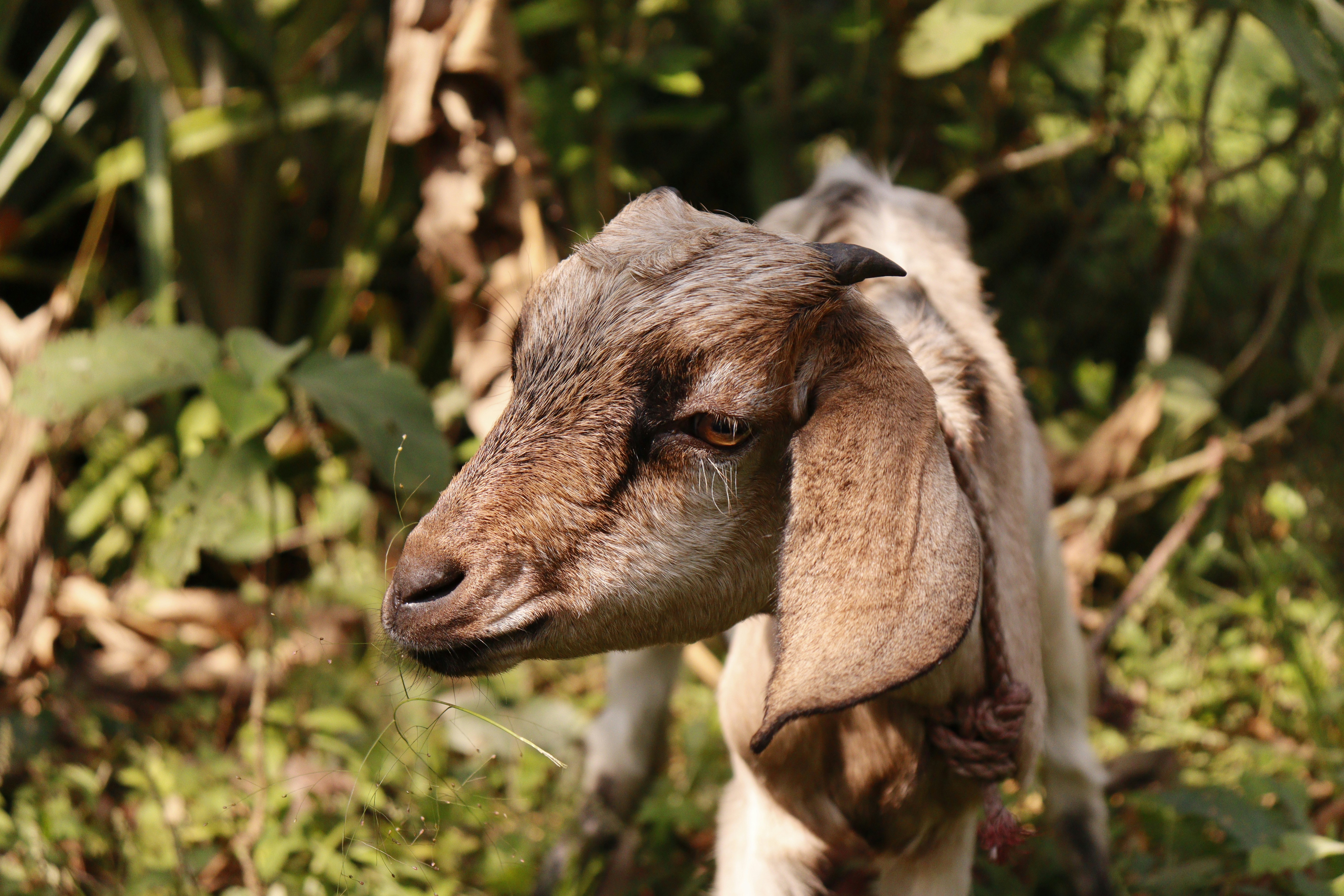 Photo by siwakotiutsav