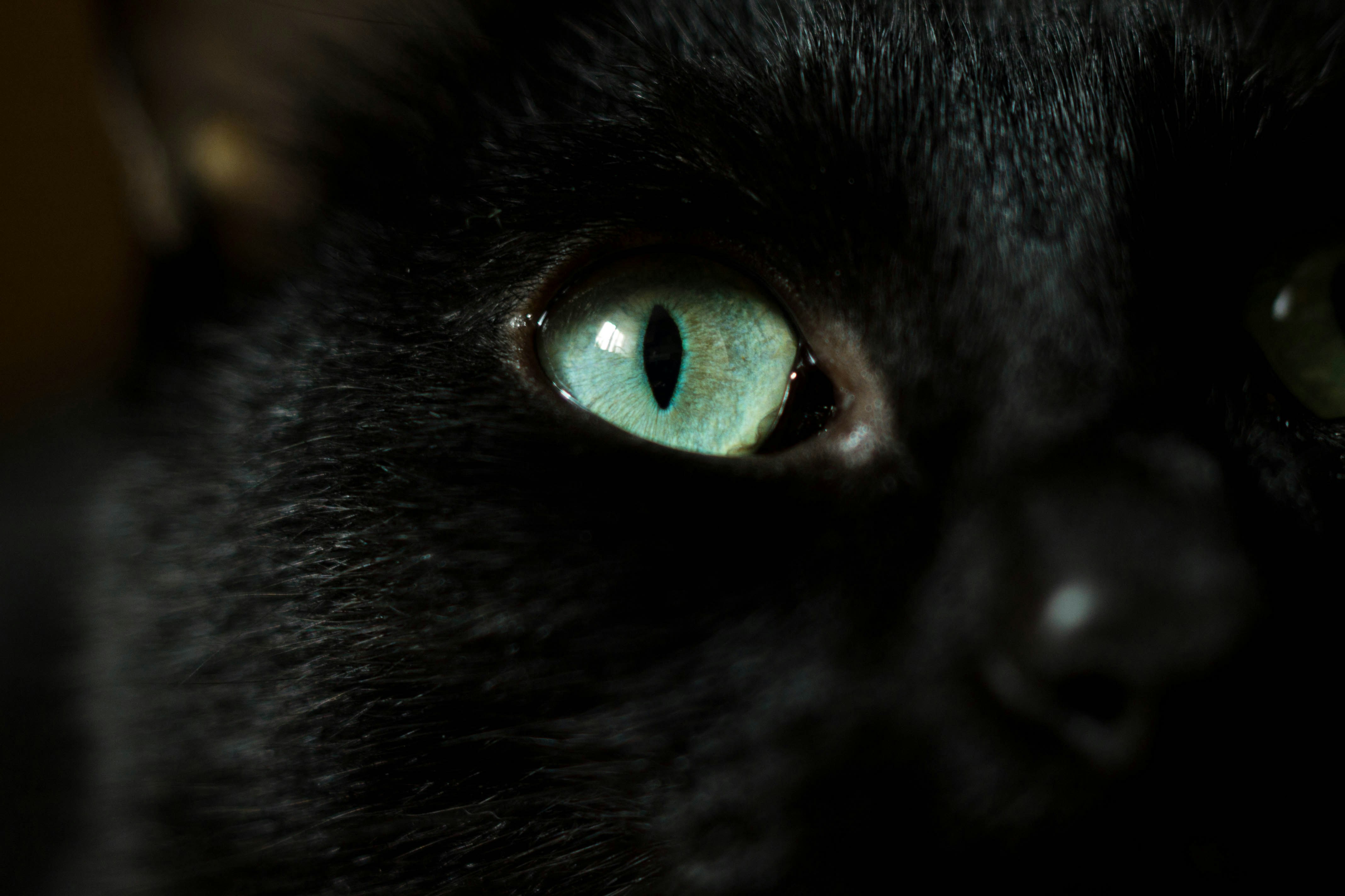 Emerald Eyes That Hypnotize (image credits: unsplash)