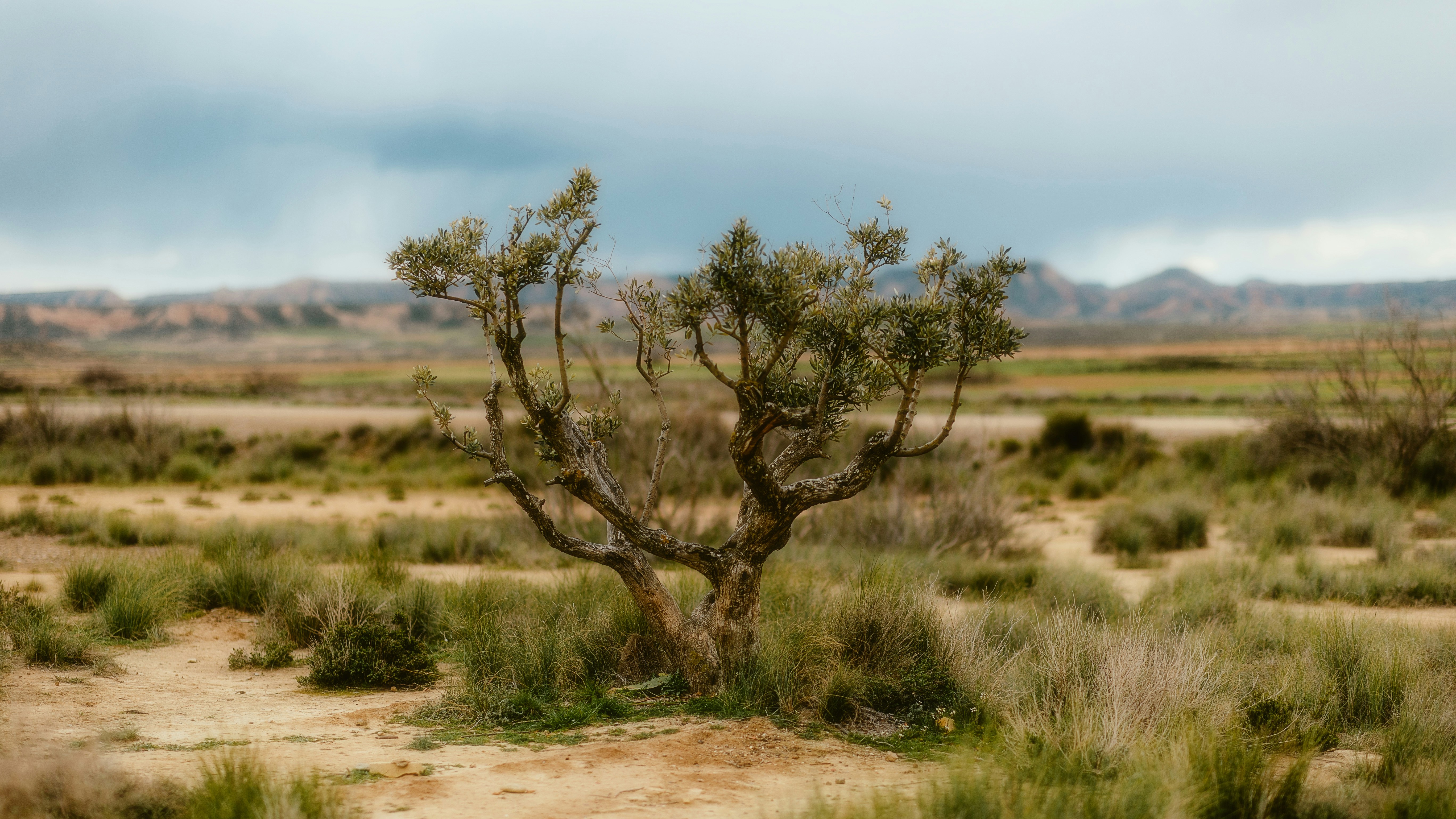 Photo by alingavriliuc