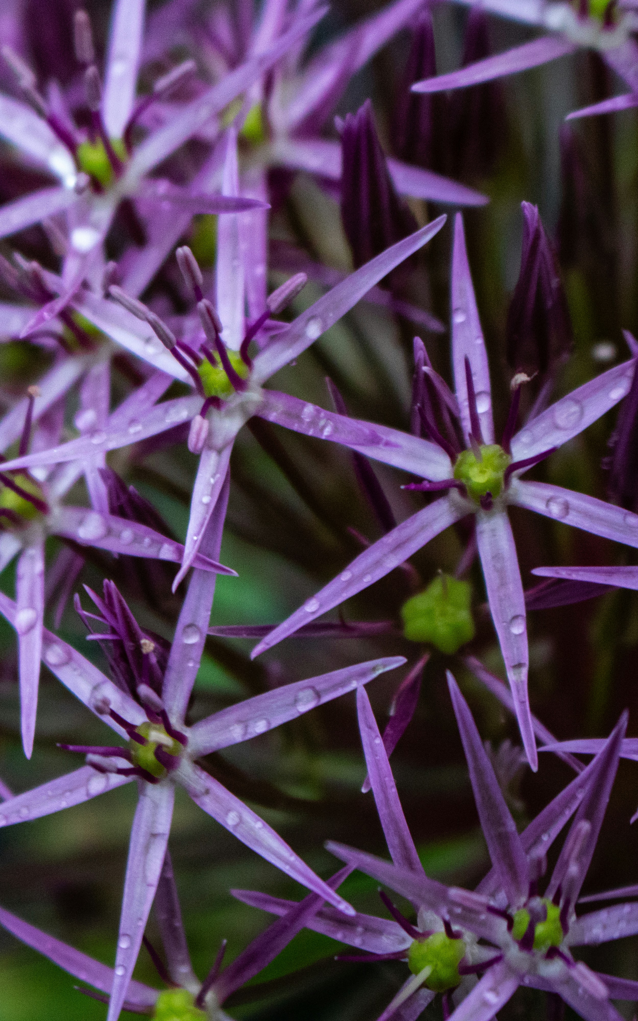 a close up of a purple flower with drops of water on it