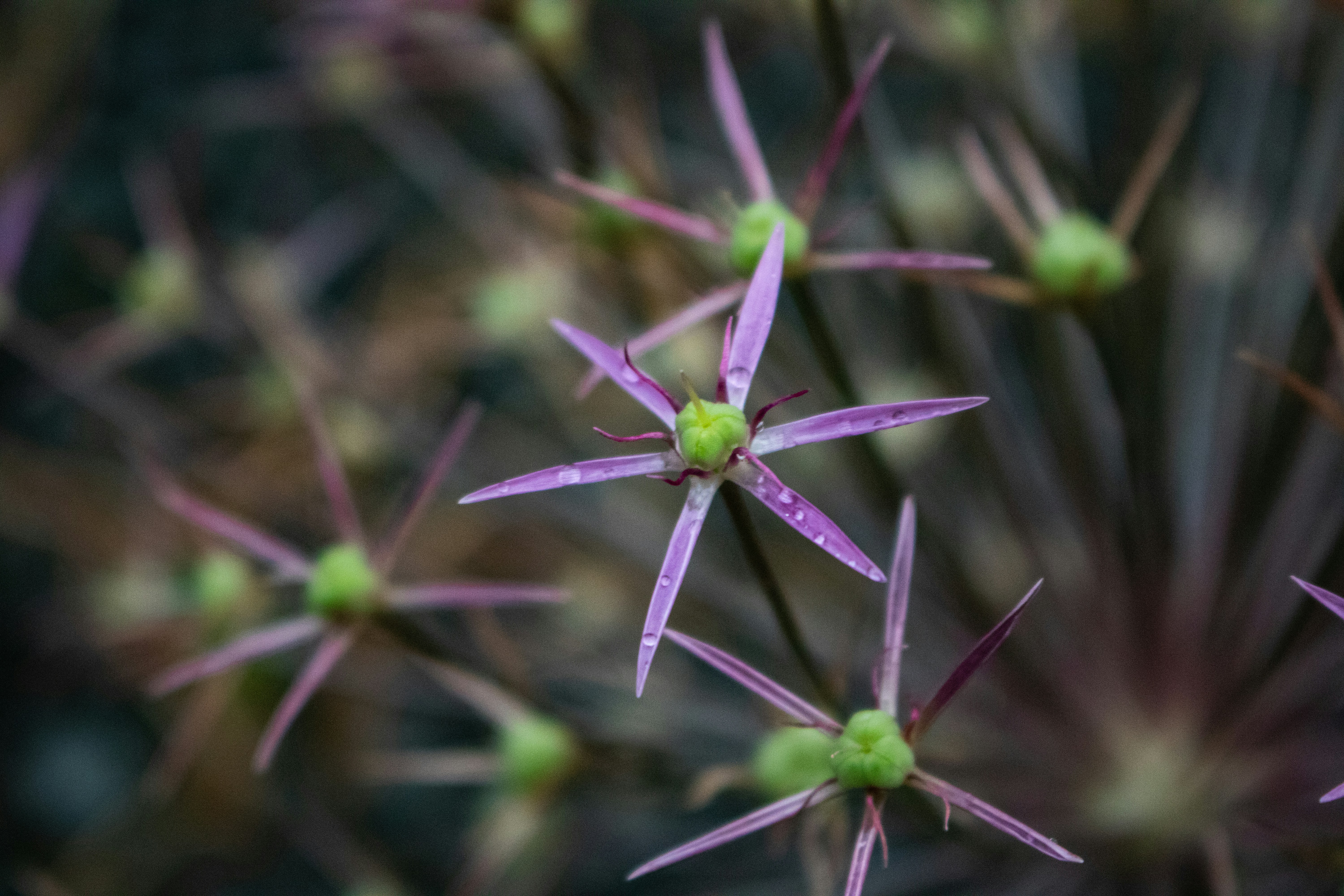 Photo by zoshuacolah