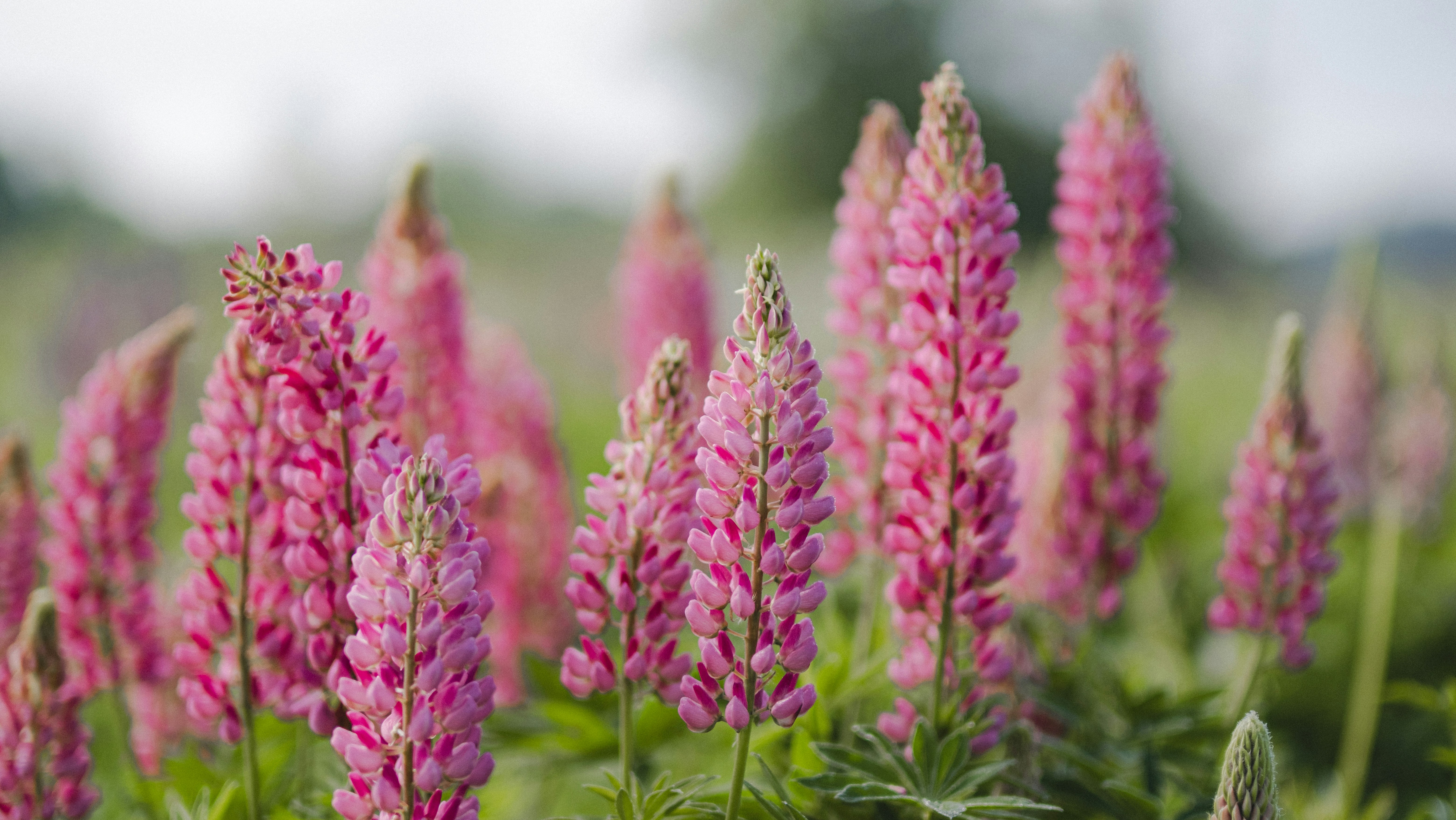 a bunch of pink flowers in a field